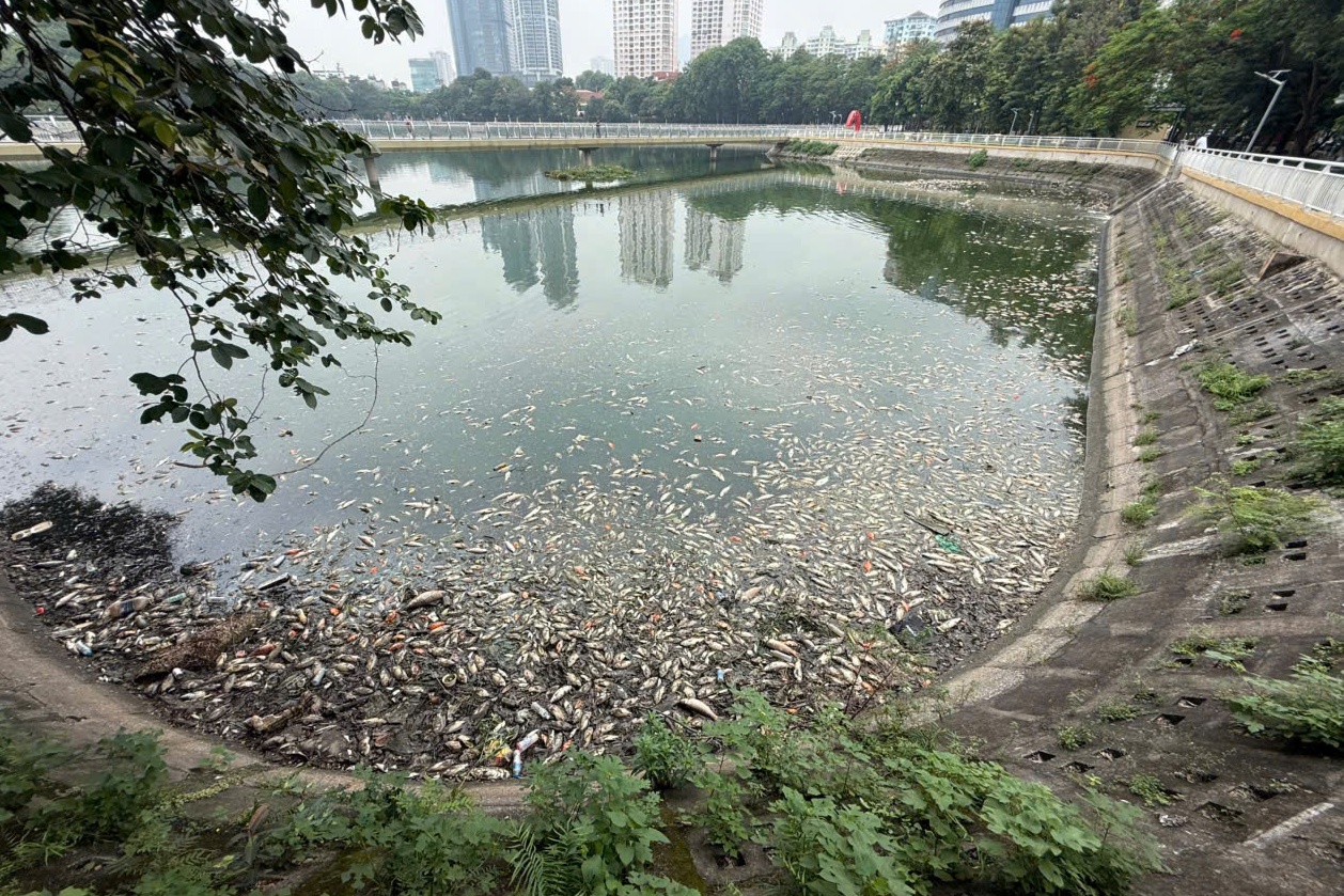 Hà Nội: Cá chết hàng loạt, nổi trắng hồ điều hòa công viên Nghĩa Đô- Ảnh 8. Hà Nội: Cá chết hàng loạt, nổi trắng hồ điều hòa công viên Nghĩa Đô- Ảnh 8.