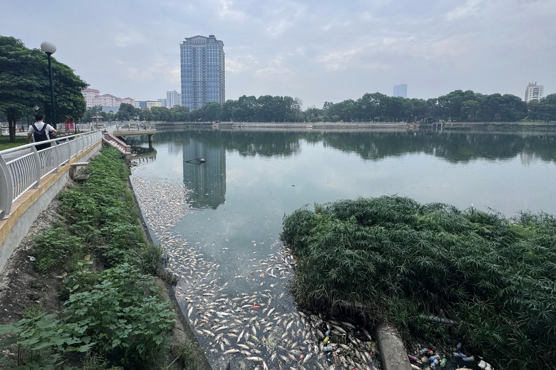Hà Nội: Cá chết hàng loạt, nổi trắng hồ điều hòa công viên Nghĩa Đô- Ảnh 1. Hà Nội: Cá chết hàng loạt, nổi trắng hồ điều hòa công viên Nghĩa Đô- Ảnh 1.