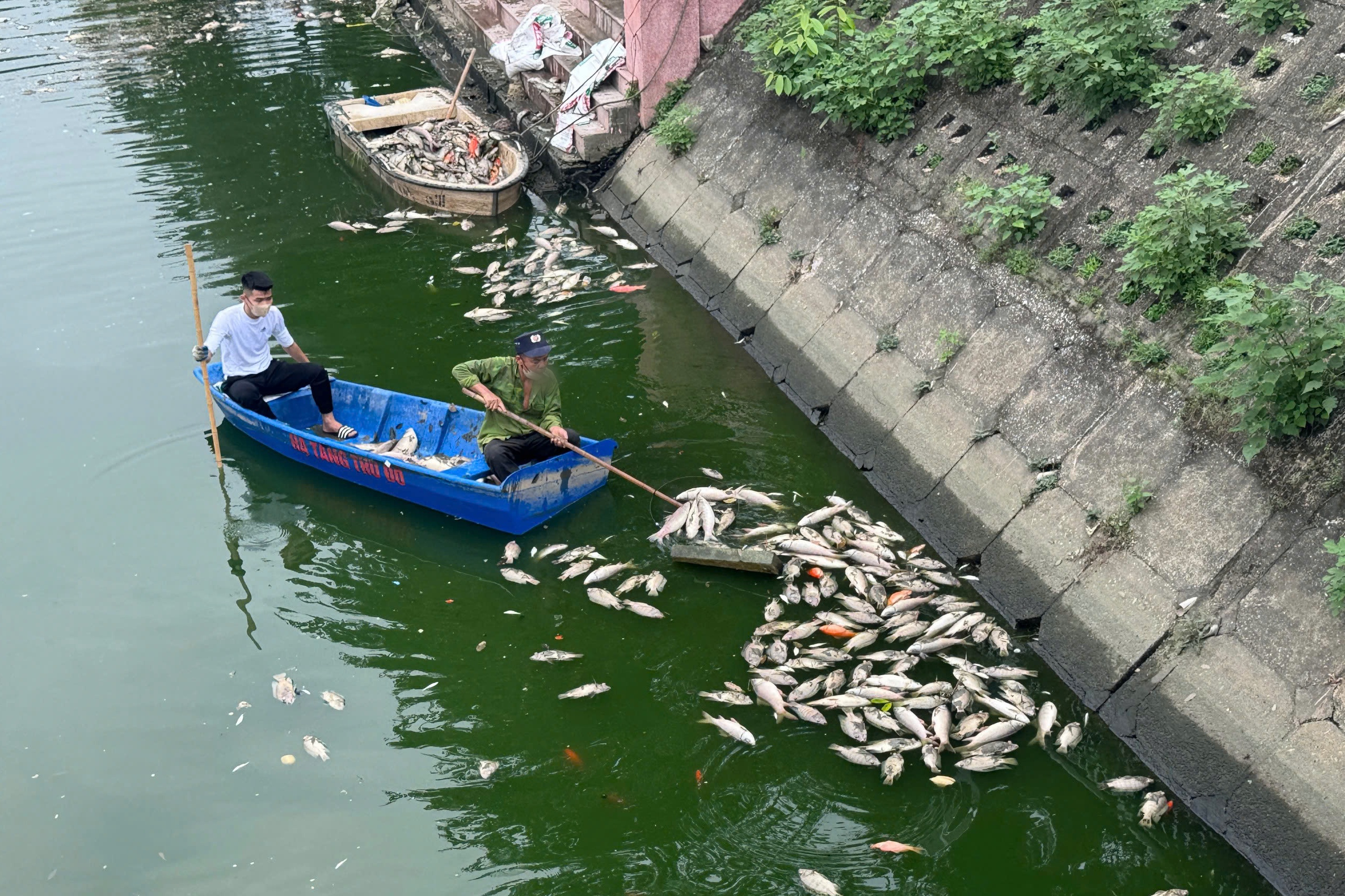 Hà Nội: Cá chết hàng loạt, nổi trắng hồ điều hòa công viên Nghĩa Đô- Ảnh 5. Hà Nội: Cá chết hàng loạt, nổi trắng hồ điều hòa công viên Nghĩa Đô- Ảnh 5.