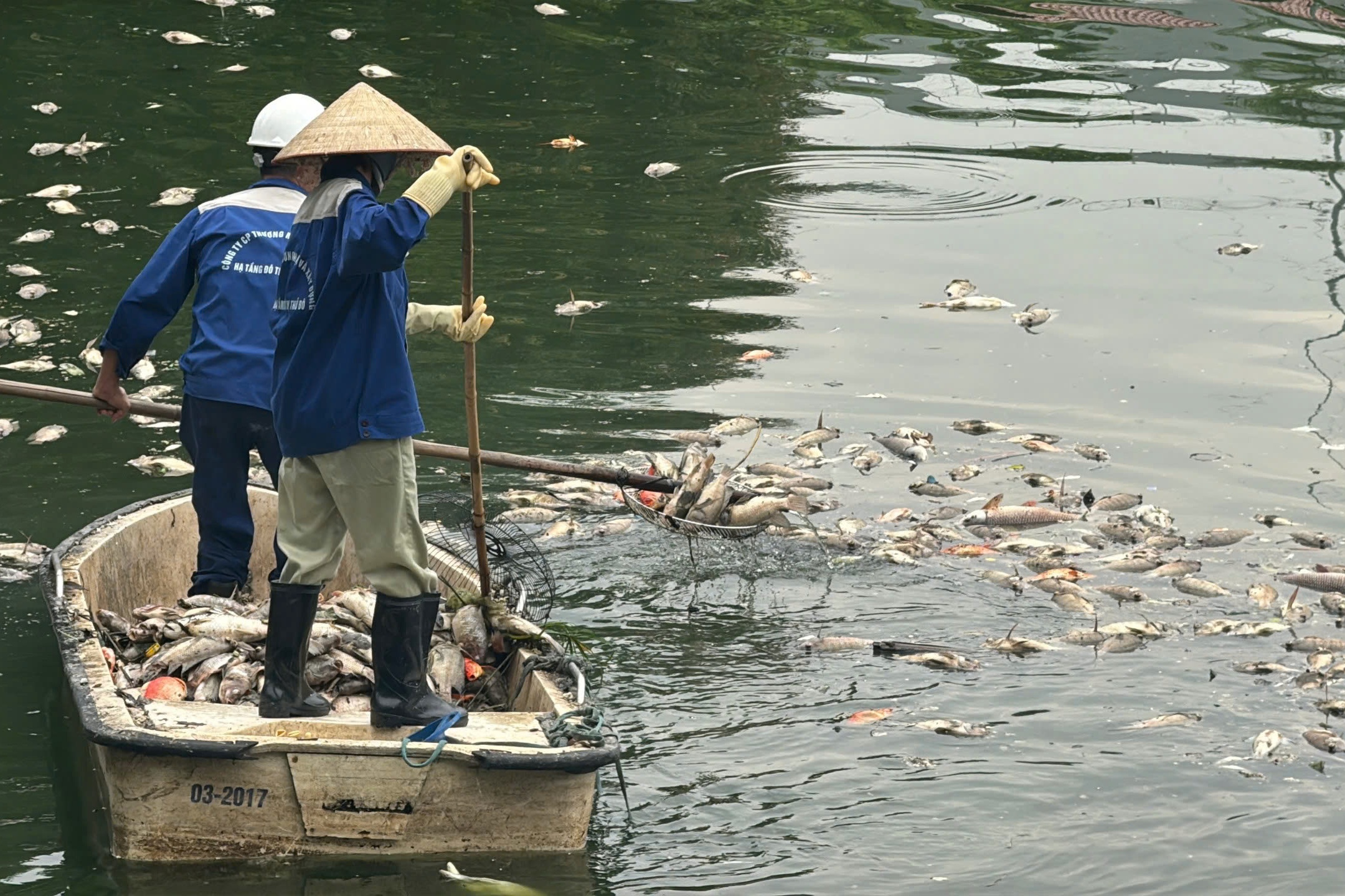 Hà Nội: Cá chết hàng loạt, nổi trắng hồ điều hòa công viên Nghĩa Đô- Ảnh 6. Hà Nội: Cá chết hàng loạt, nổi trắng hồ điều hòa công viên Nghĩa Đô- Ảnh 6.