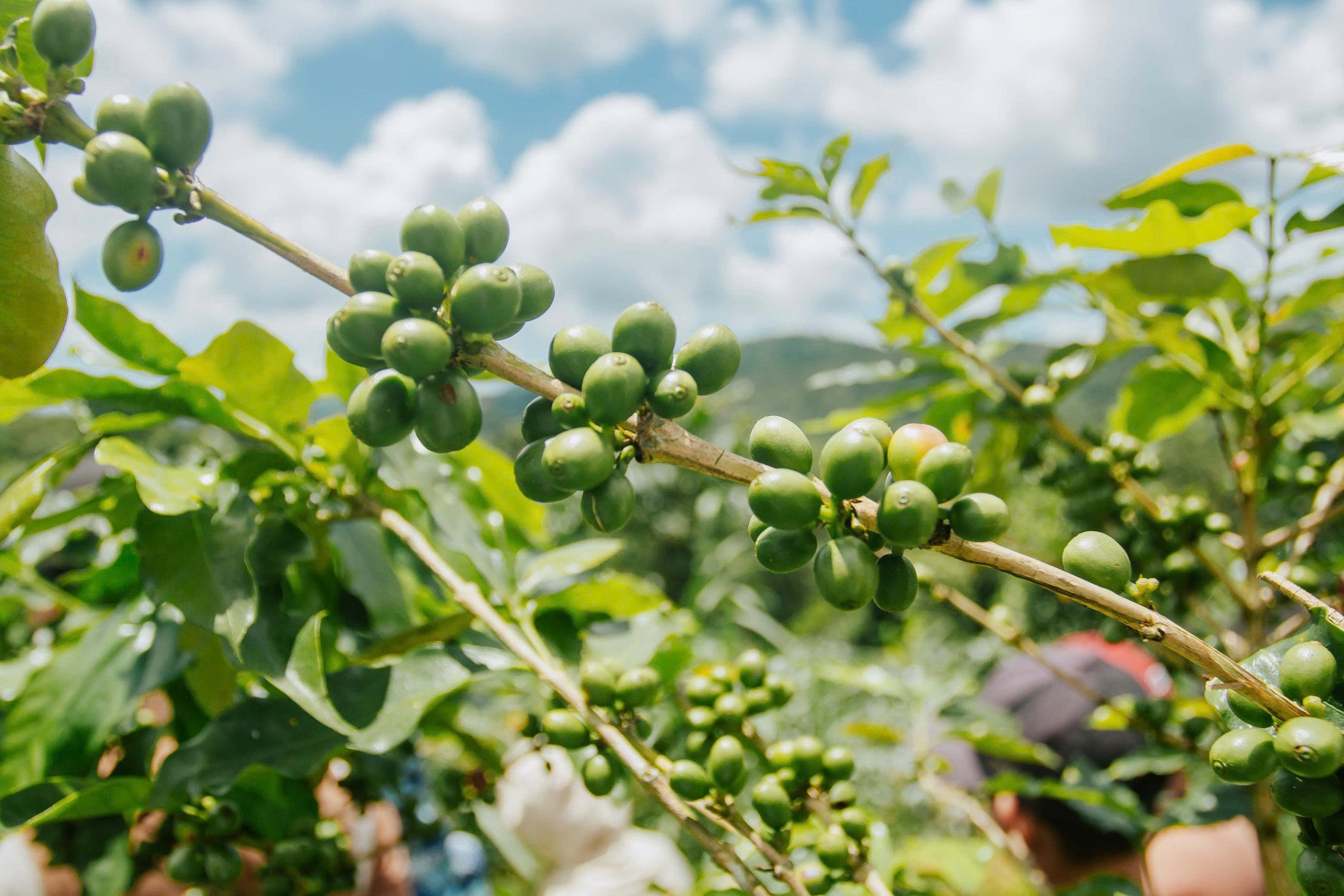 Làm du lịch từ những điều khác biệt: Kể chuyện Khe Sanh bằng cà phê- Ảnh 10. Làm du lịch từ những điều khác biệt: Kể chuyện Khe Sanh bằng cà phê- Ảnh 10.