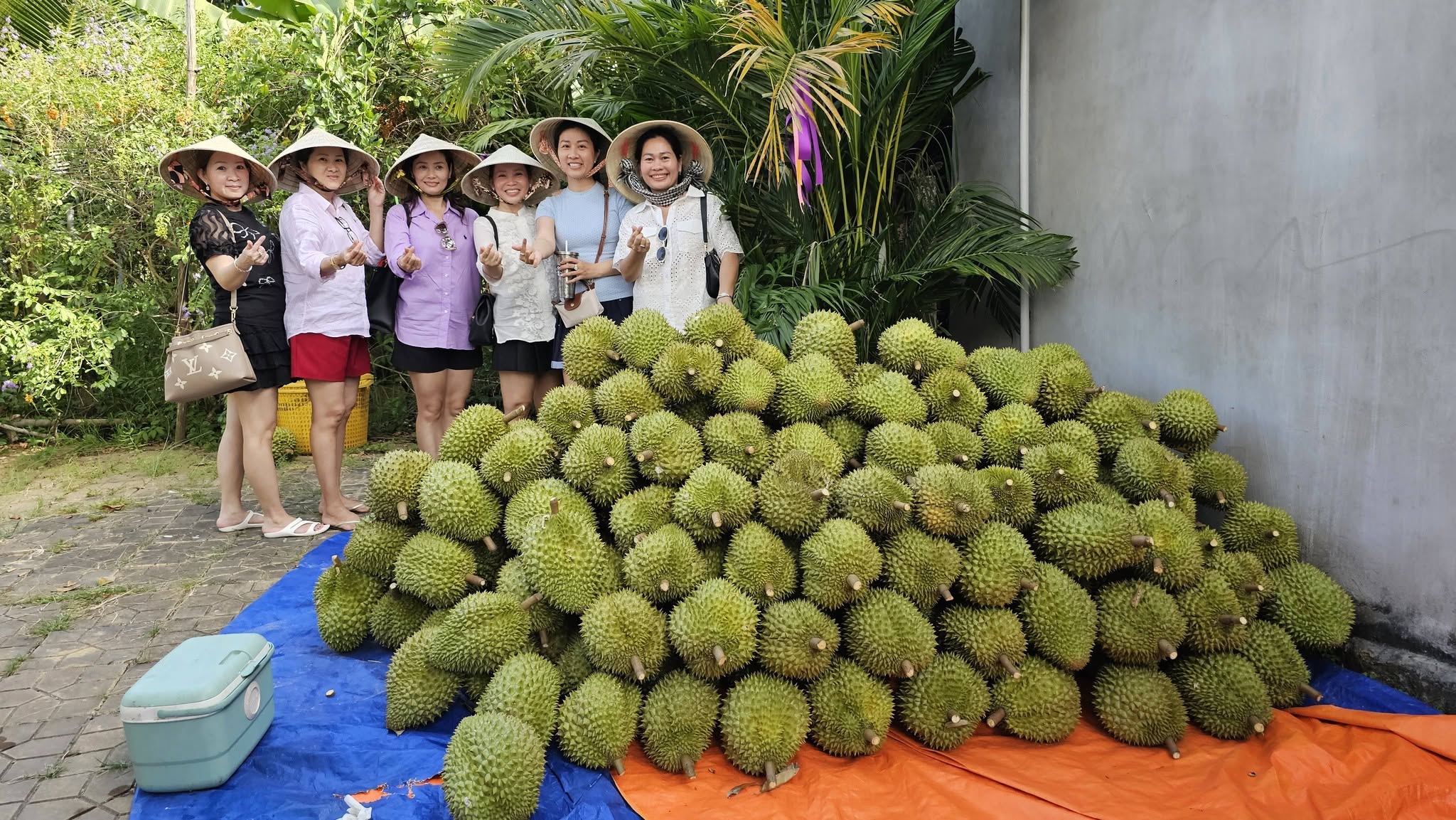 Không thu tiền vé vào cổng, chủ vườn Cần Thơ bán hơn 1 tấn trái mỗi ngày - Ảnh 1.
