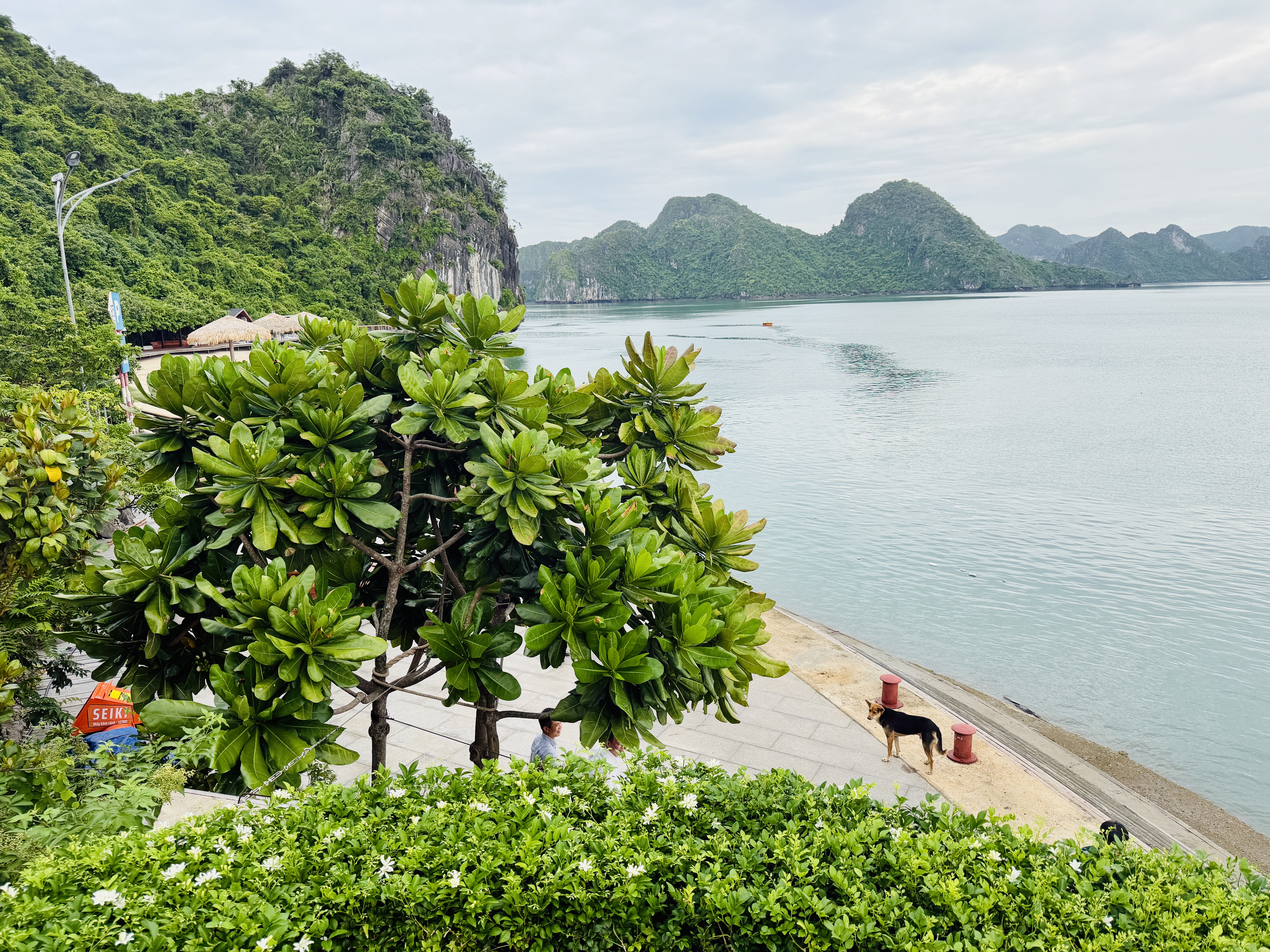 Sắp đưa bãi tắm top 100 thế giới vào hoạt động ở vịnh Hạ Long - Ảnh 7.