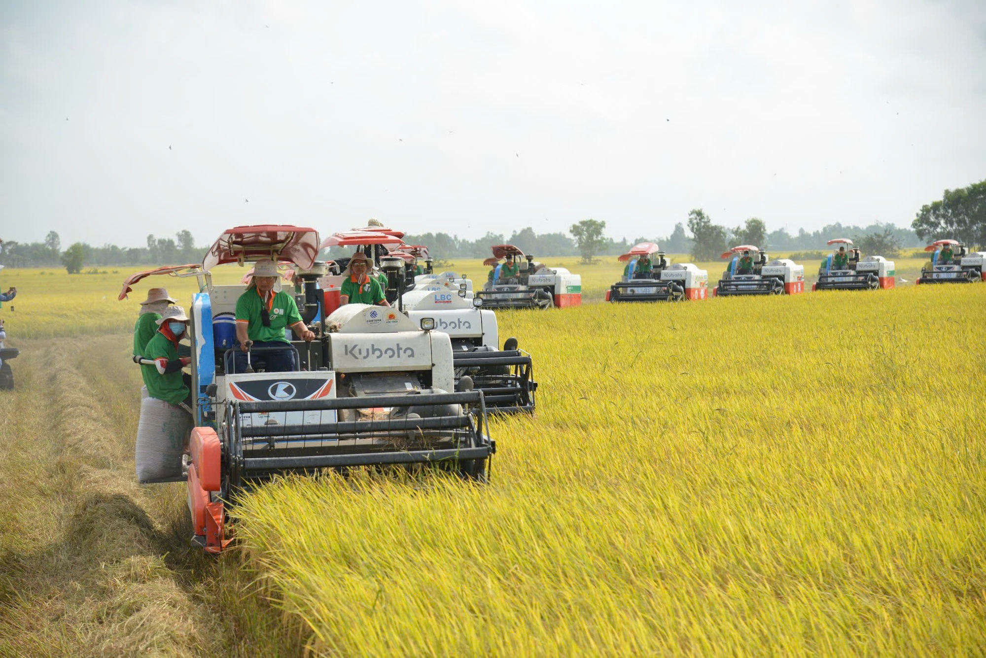 Thực phẩm dồi dào, giá giảm mạnh- Ảnh 1.
