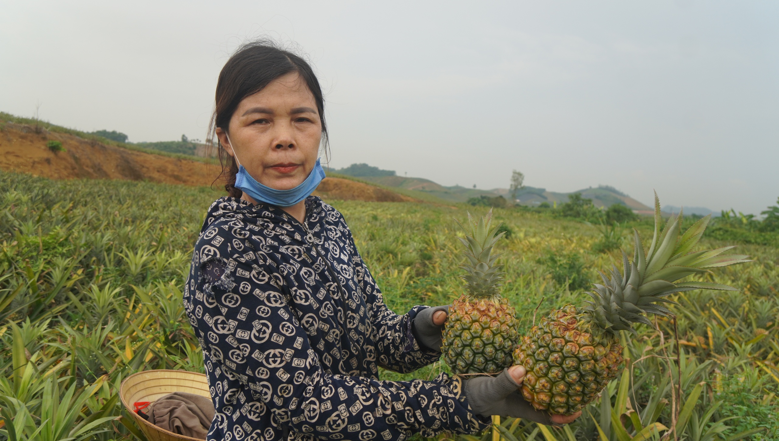 Mùa dứa… đắng - Ảnh 3.