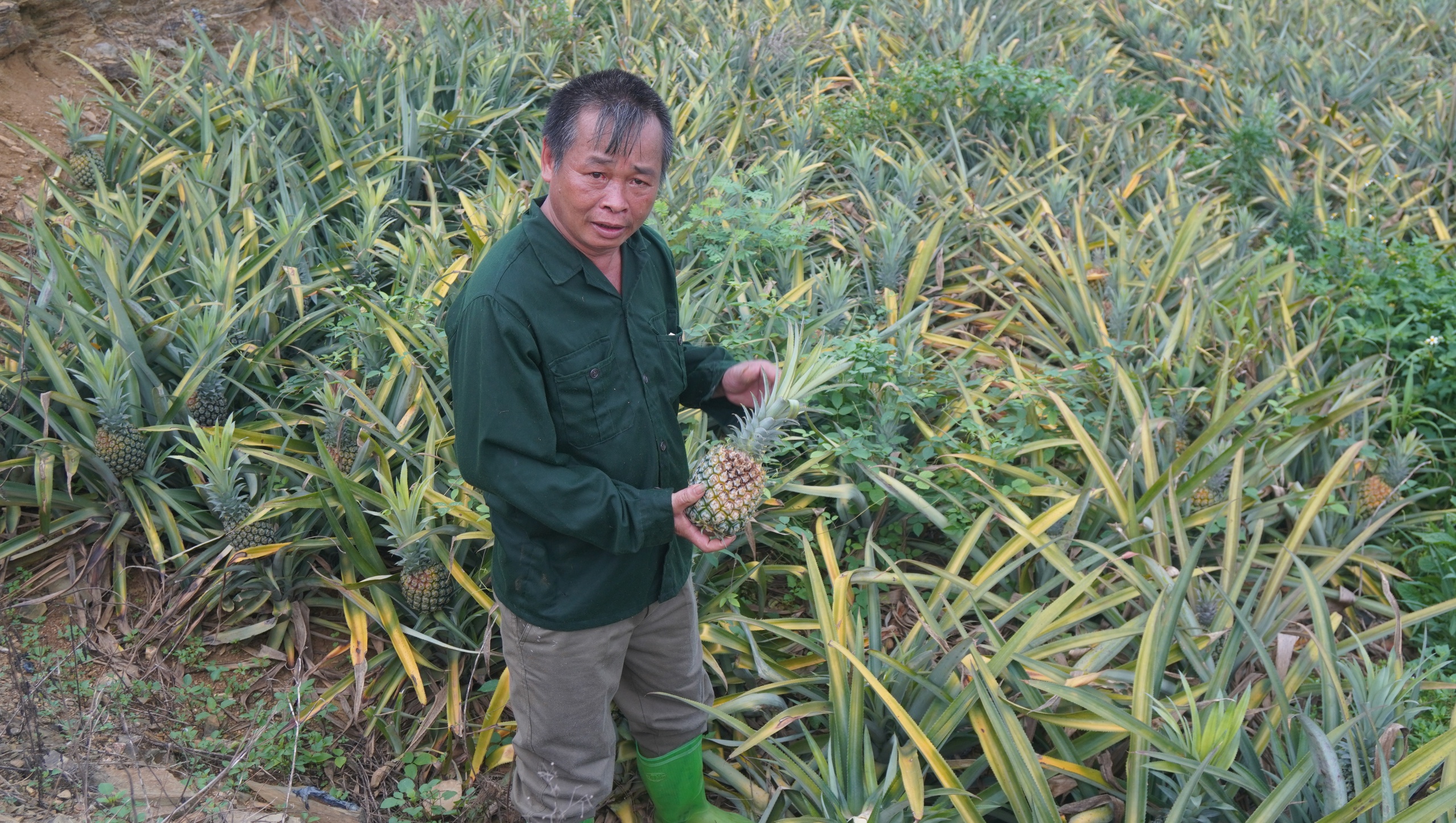 Mùa dứa… đắng - Ảnh 1.