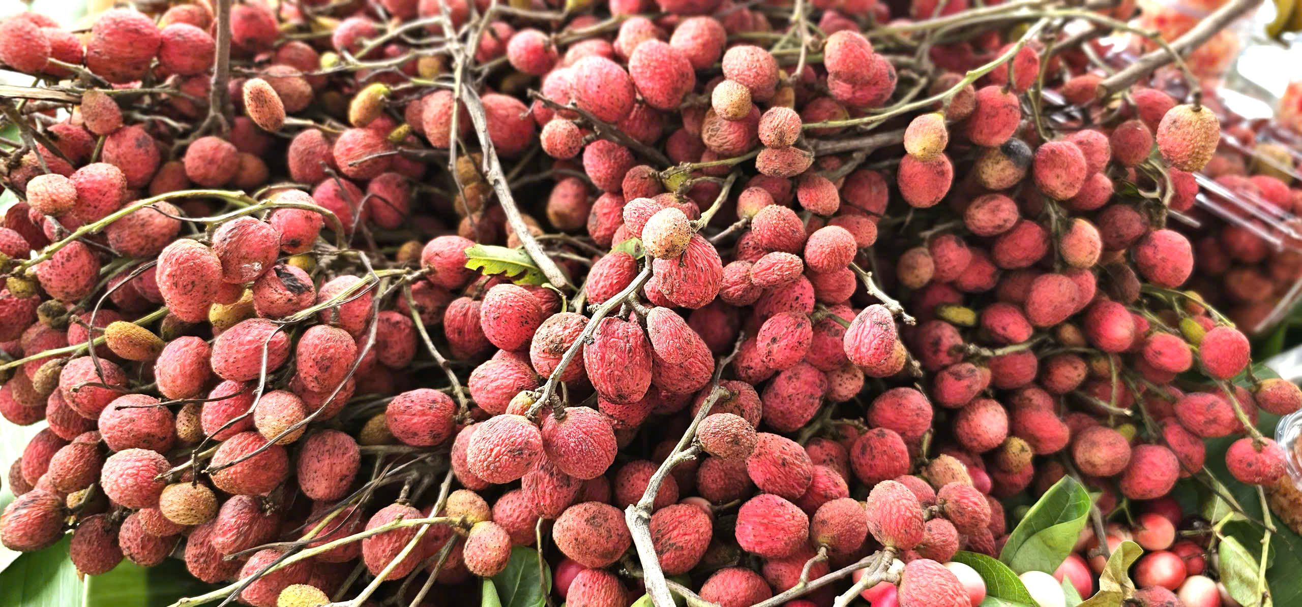 Cụ bà và phụ huynh đội nắng tìm mua trái cây tuổi thơ cùng con cháu - Ảnh 2.