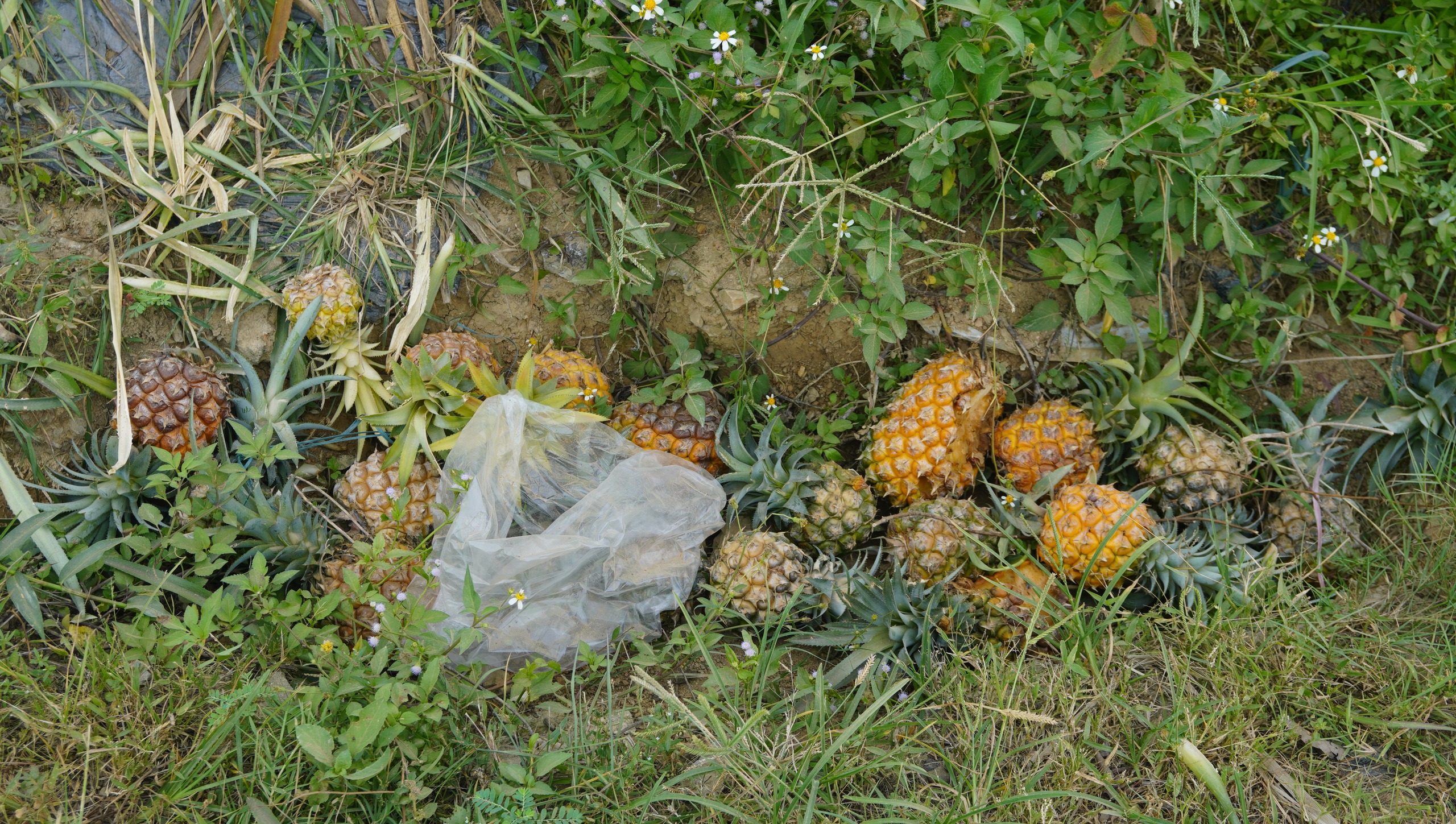 Mùa dứa… đắng - Ảnh 2.