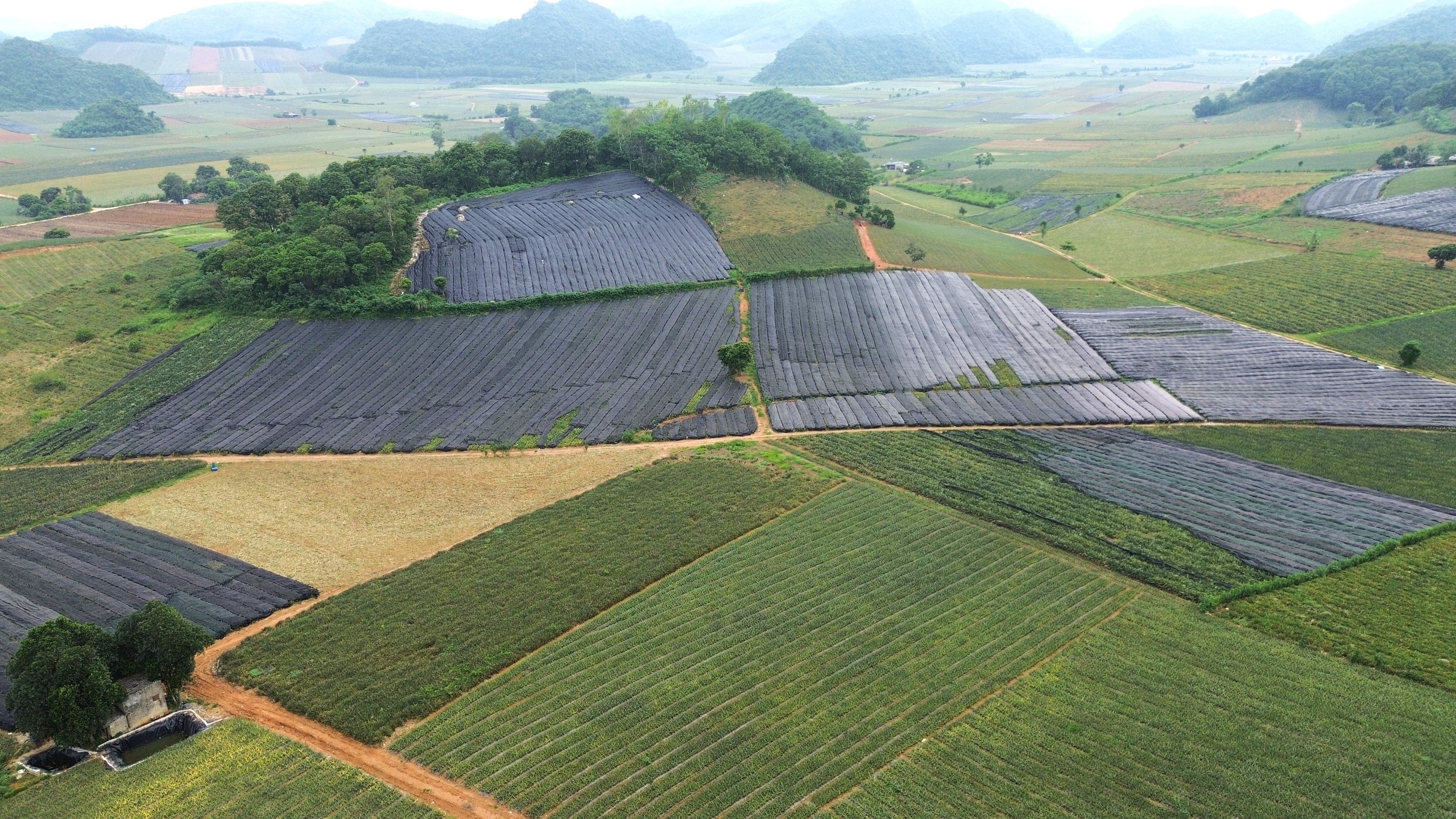 Mùa dứa… đắng - Ảnh 4.