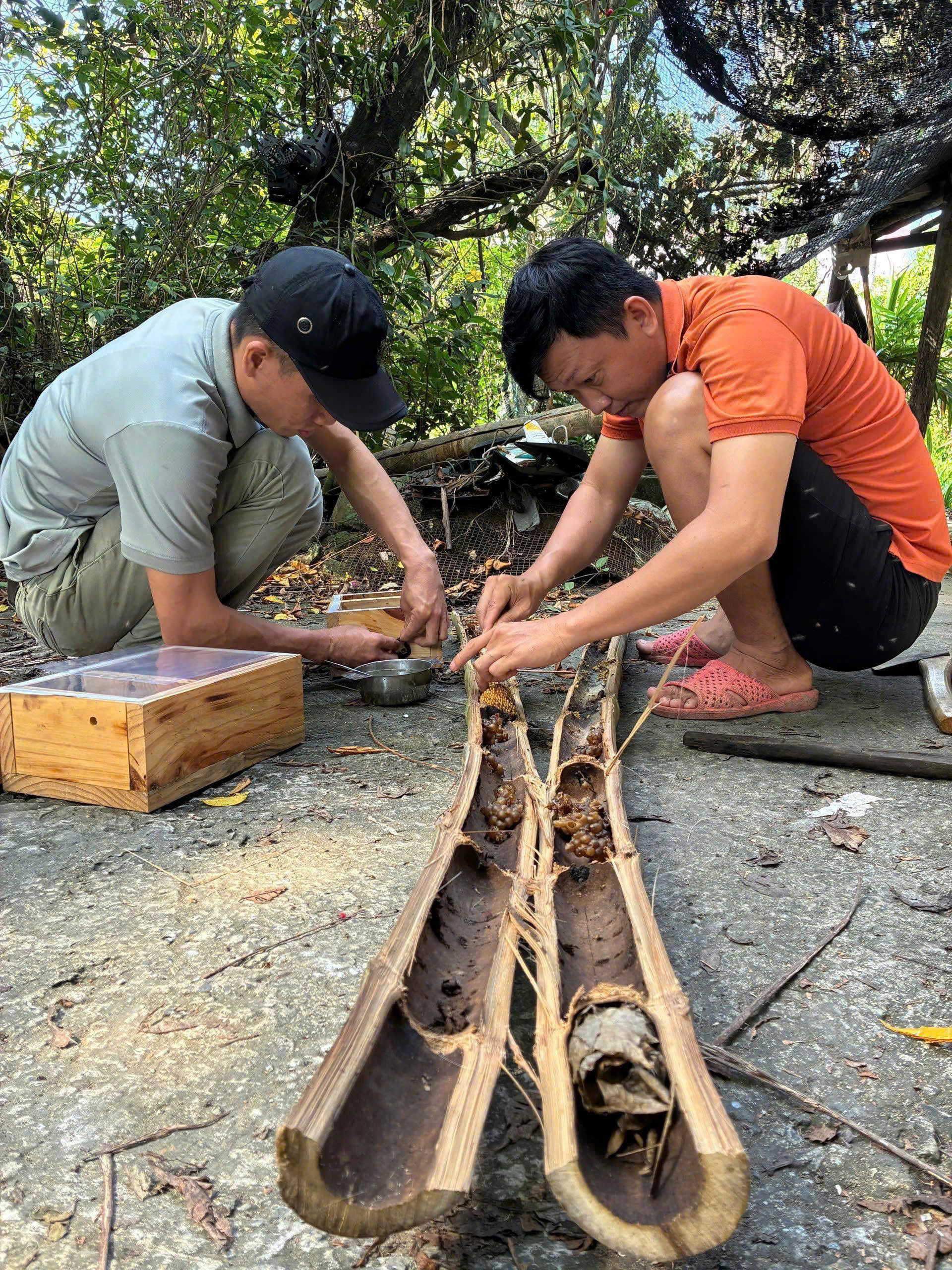 Nông dân Cà Mau nuôi ong dú trong ống tre, bán mật giá 2 triệu đồng lít - Ảnh 2.