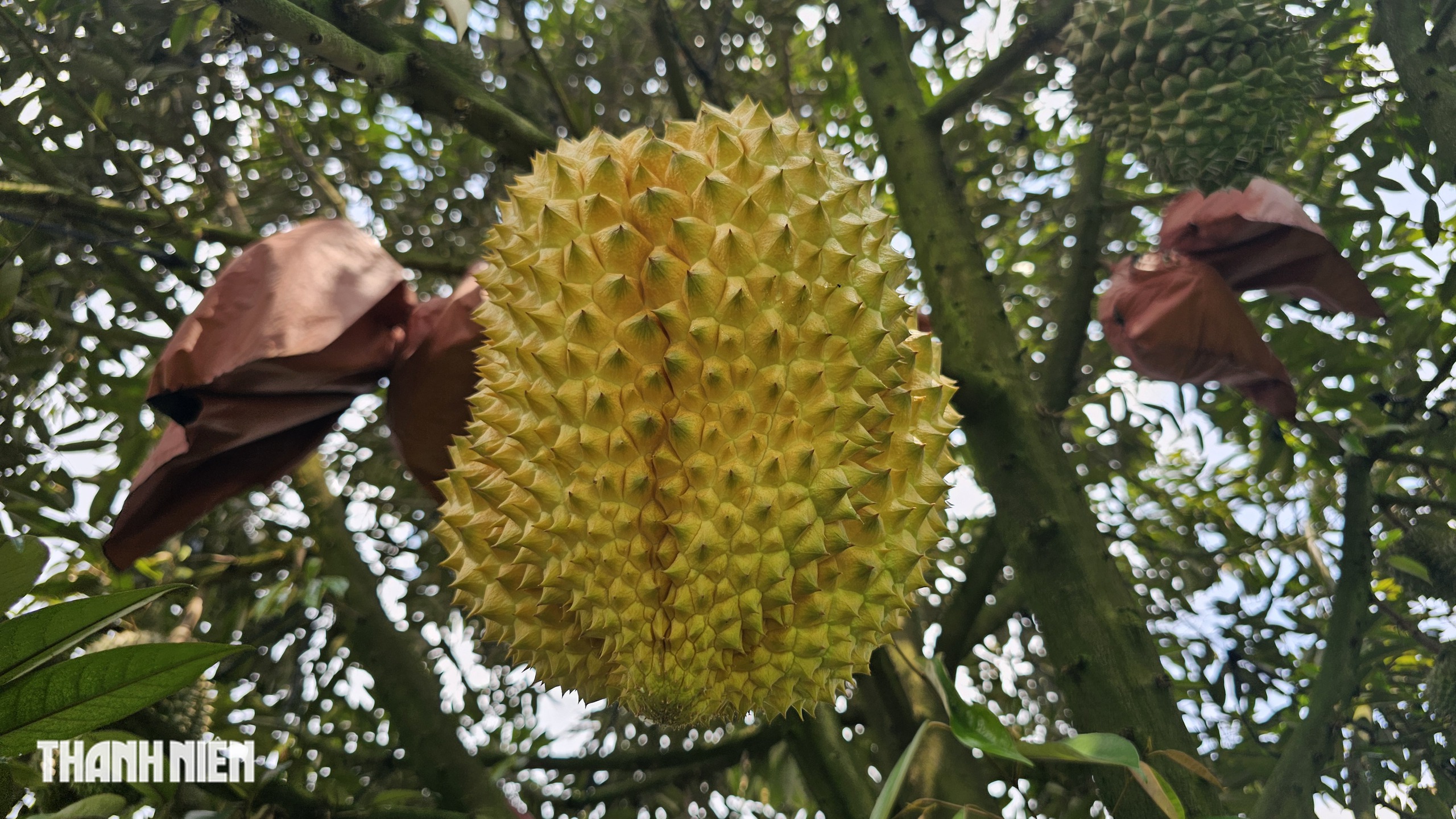 Bất ngờ với tr&aacute;i sầu ri&ecirc;ng &lsquo;v&agrave;ng&rsquo; xuất hiện ở th&agrave;nh phố Đồng Nai - Ảnh 8.