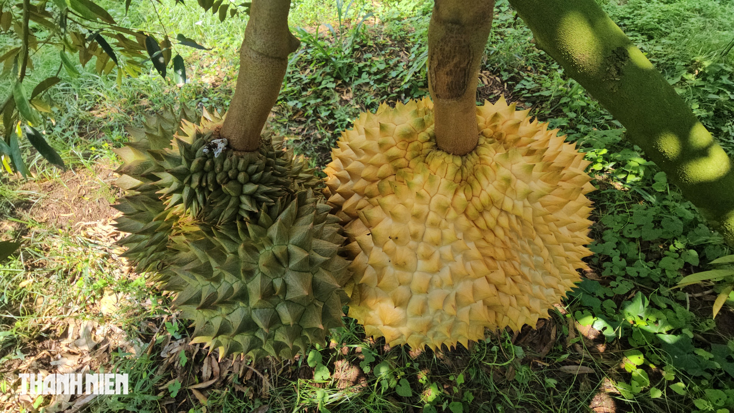 Bất ngờ với tr&aacute;i sầu ri&ecirc;ng &lsquo;v&agrave;ng&rsquo; xuất hiện ở th&agrave;nh phố Đồng Nai - Ảnh 7.