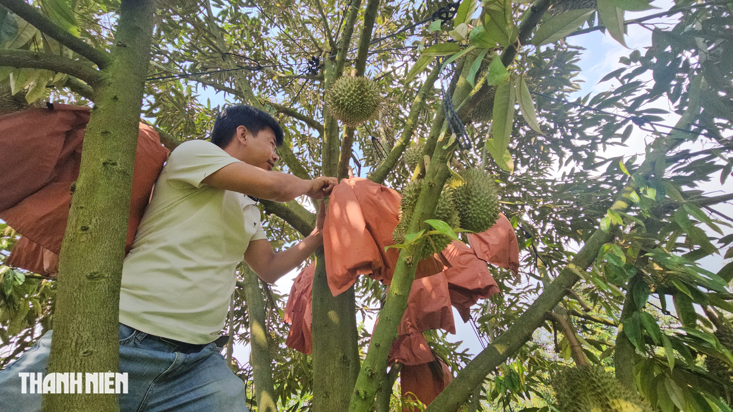 Bất ngờ với tr&aacute;i sầu ri&ecirc;ng &lsquo;v&agrave;ng&rsquo; xuất hiện ở th&agrave;nh phố Đồng Nai - Ảnh 4.