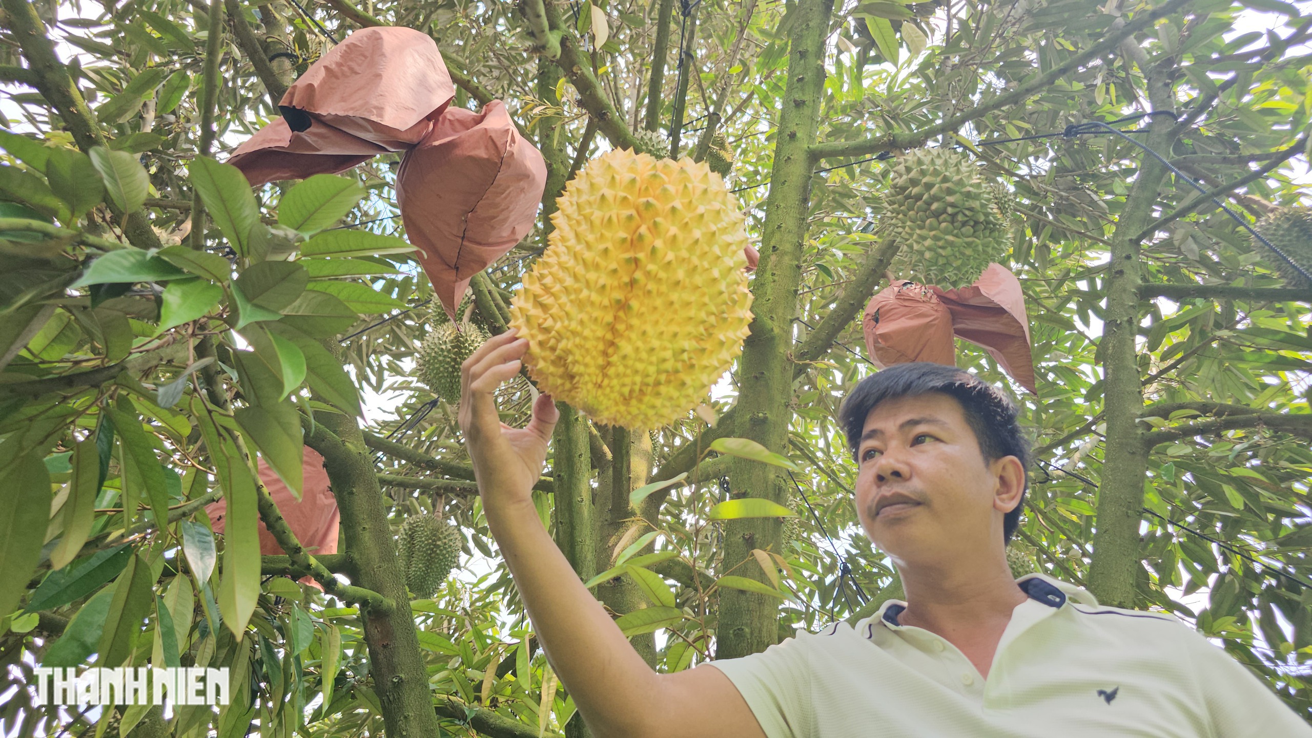 Bất ngờ với tr&aacute;i sầu ri&ecirc;ng &lsquo;v&agrave;ng&rsquo; xuất hiện ở th&agrave;nh phố Đồng Nai - Ảnh 5.