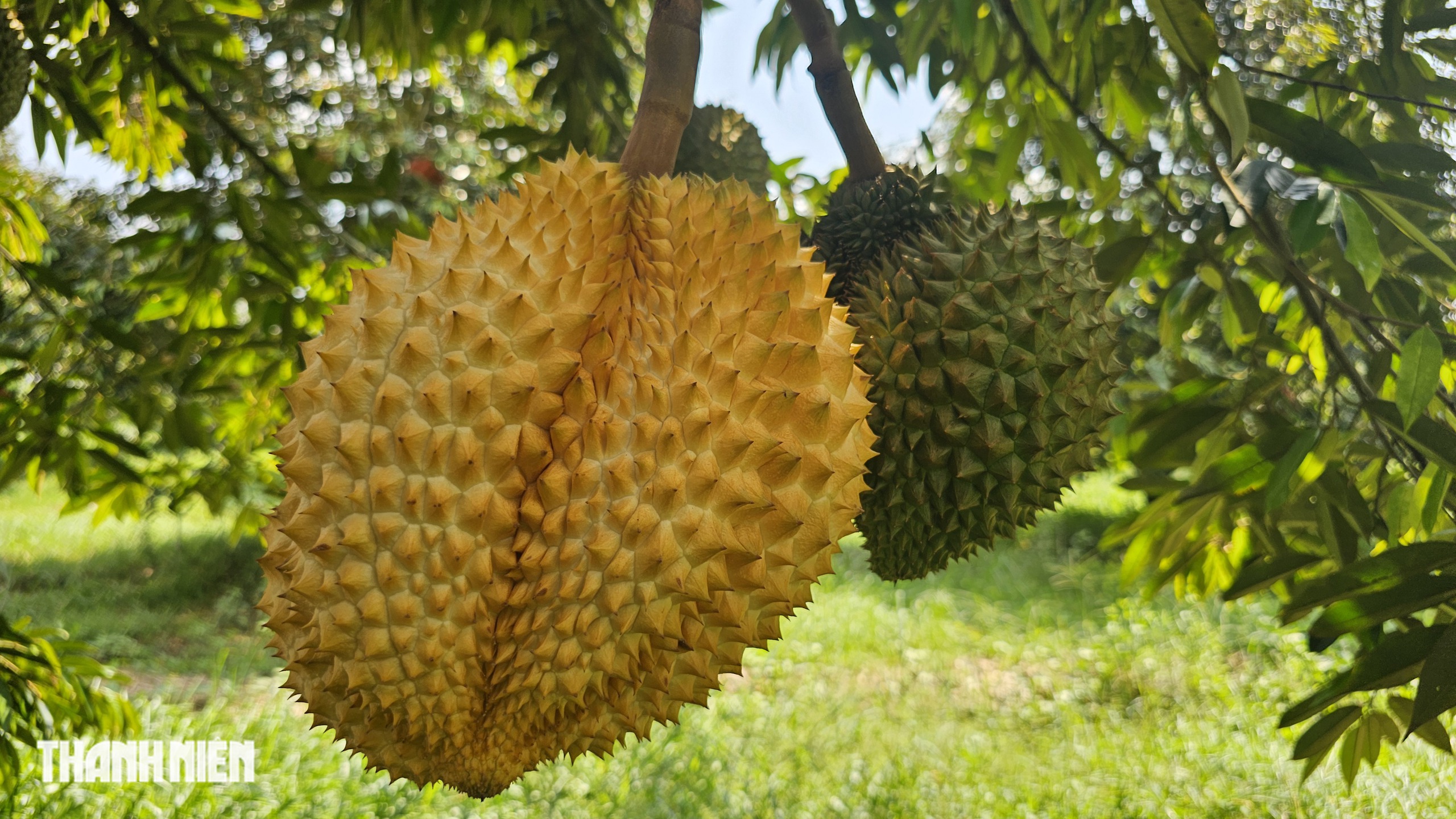 Bất ngờ với tr&aacute;i sầu ri&ecirc;ng &lsquo;v&agrave;ng&rsquo; xuất hiện ở th&agrave;nh phố Đồng Nai - Ảnh 6.