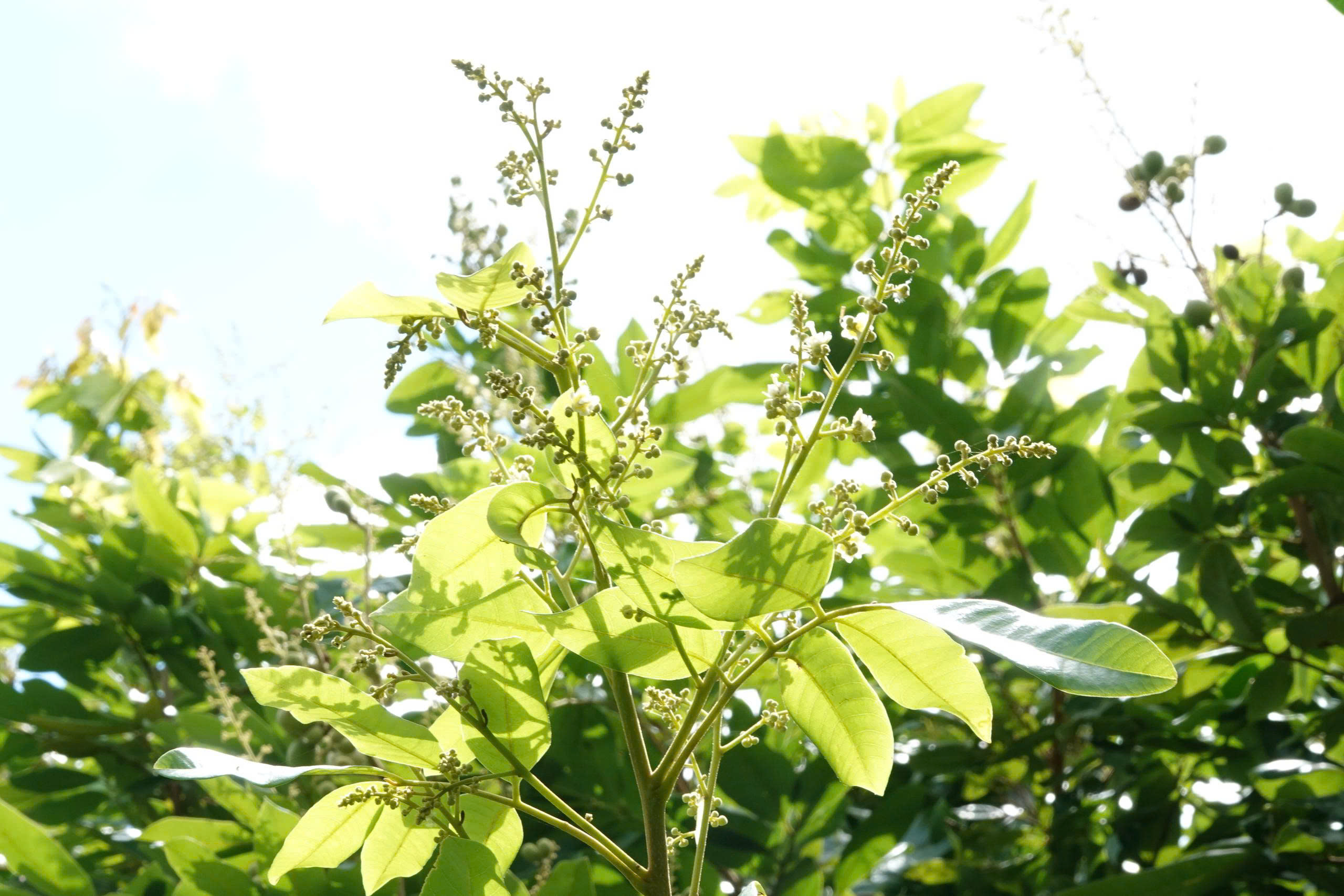 Giống nhãn lạ ở miền Tây: Trái còn xanh vẫn ngọt, khách ăn thử đều bất ngờ - Ảnh 2.