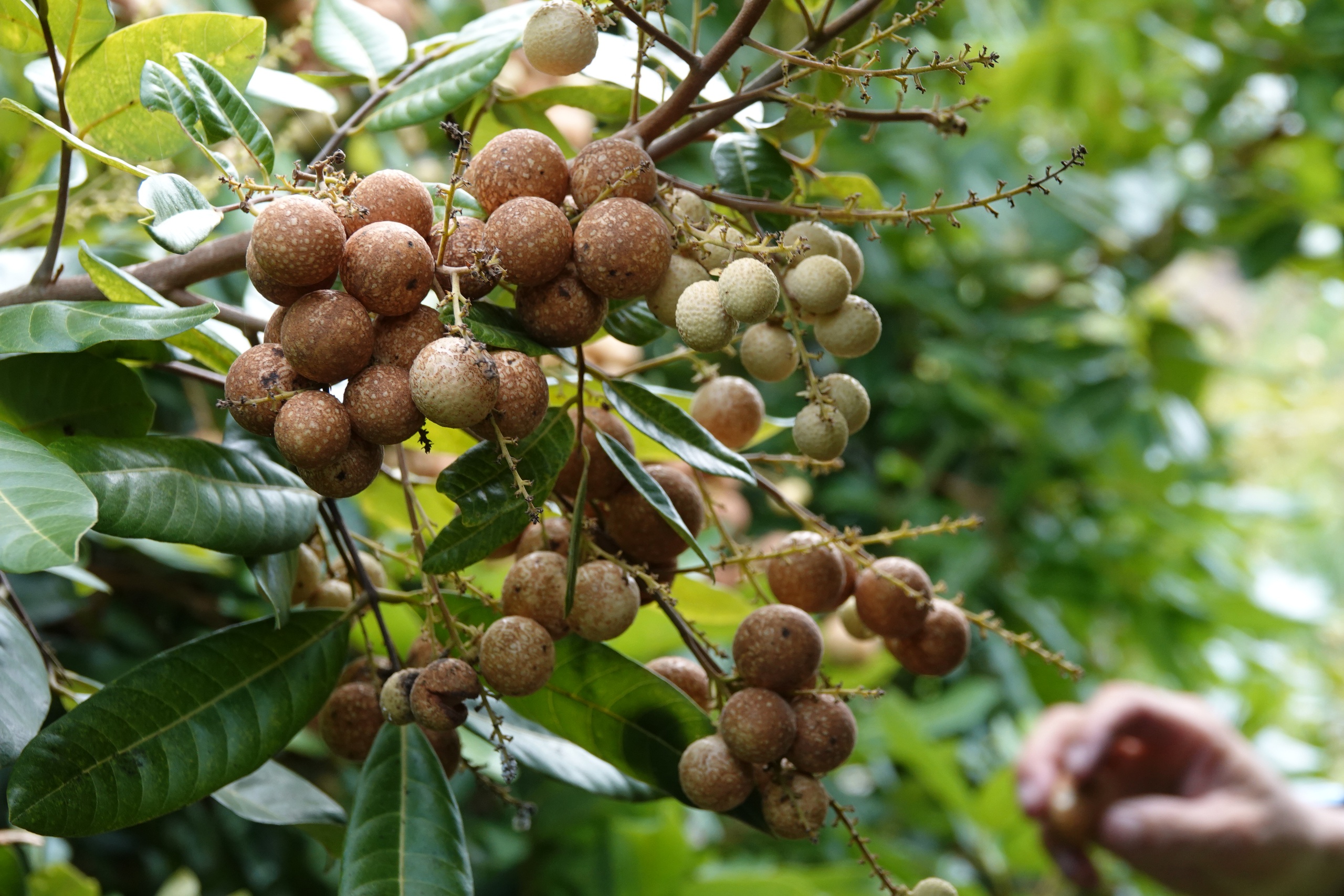 Giống nhãn lạ ở miền Tây: Trái còn xanh vẫn ngọt, khách ăn thử đều bất ngờ - Ảnh 3.