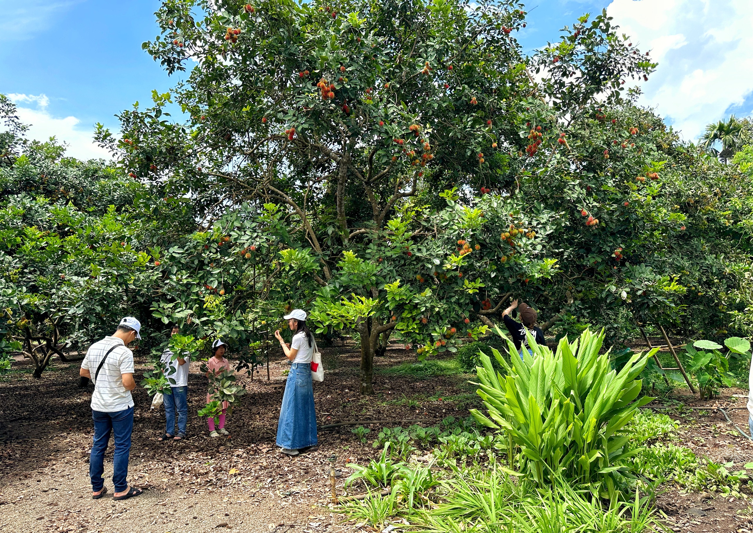 Vườn tr&aacute;i c&acirc;y trĩu quả c&aacute;ch TP.HCM 2 giờ đi xe: Kh&aacute;ch t&igrave;m đến 'ăn thả ga' - Ảnh 2.