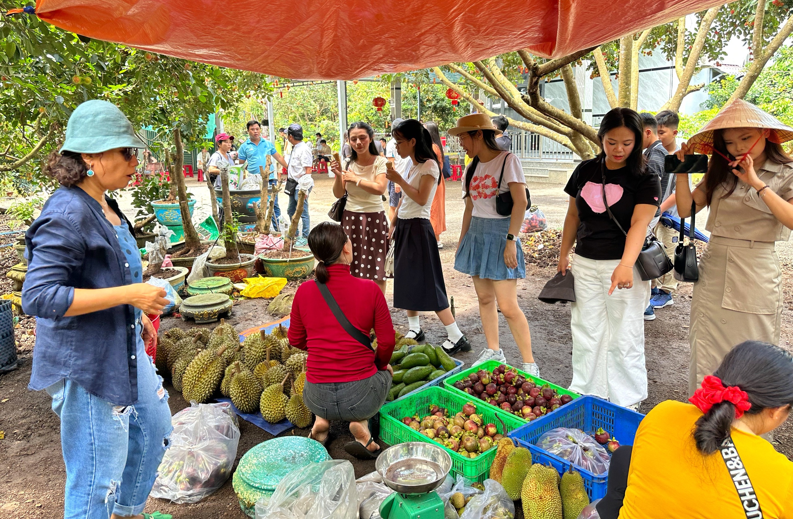Vườn tr&aacute;i c&acirc;y trĩu quả c&aacute;ch TP.HCM 2 giờ đi xe: Kh&aacute;ch t&igrave;m đến 'ăn thả ga' - Ảnh 1.