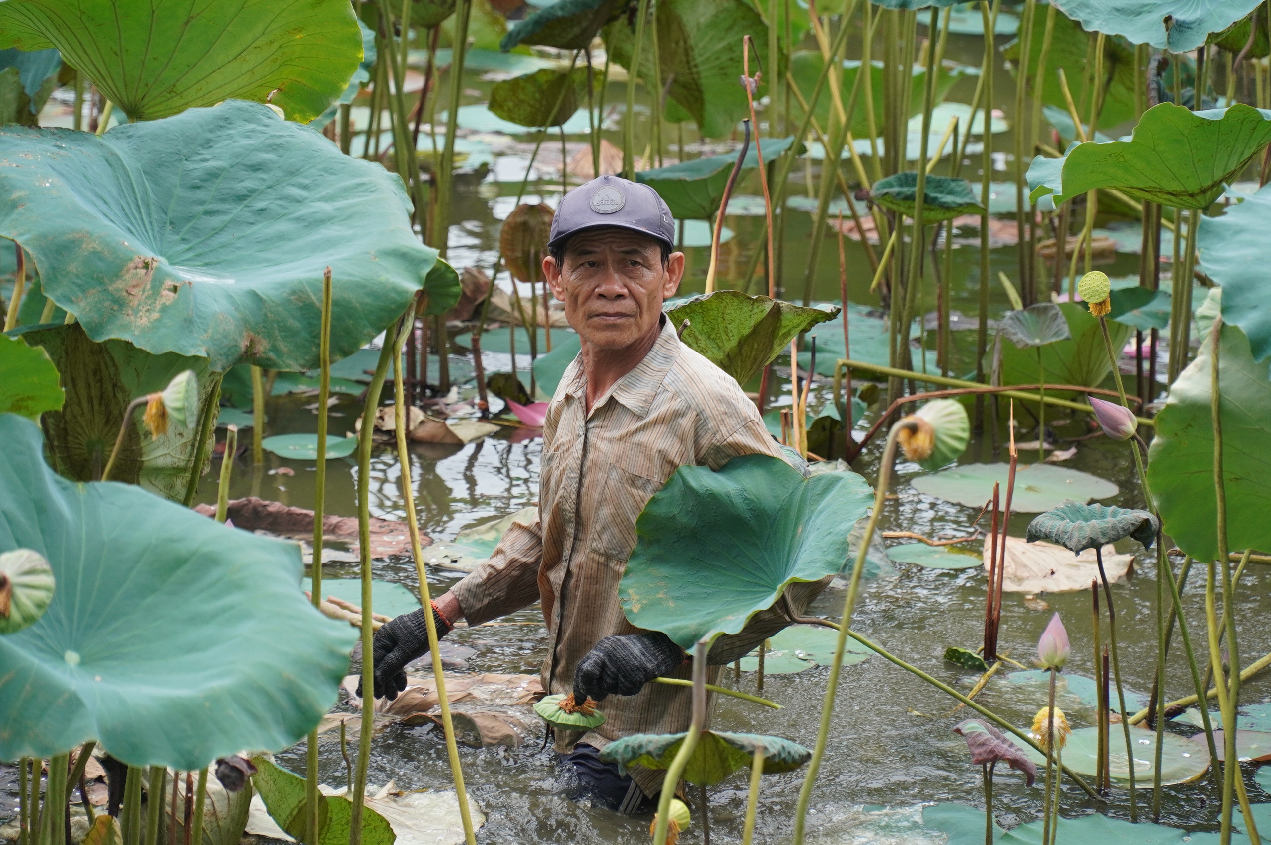 Lão nông 4 thập kỷ lội bùn trồng sen bên Kinh thành Huế- Ảnh 4.