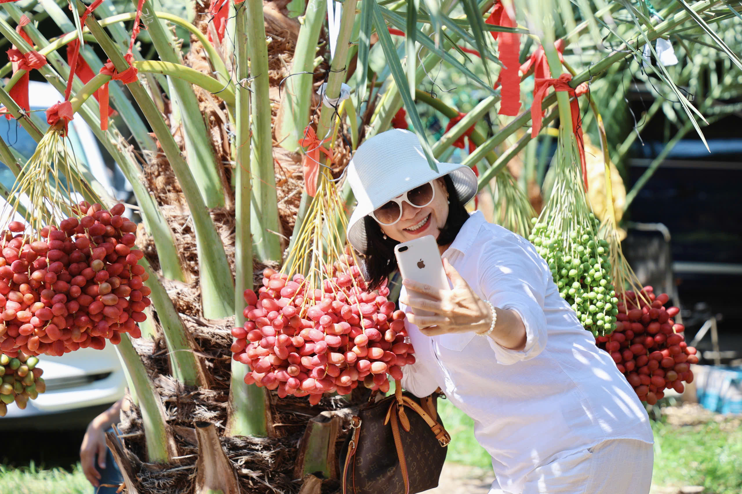 Độc đ&aacute;o vườn ch&agrave; l&agrave; trĩu quả tại Kh&aacute;nh H&ograve;a - Ảnh 6.