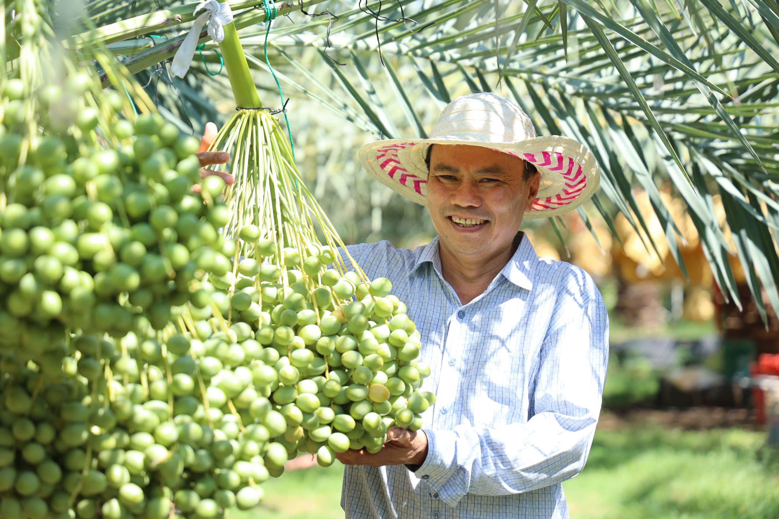 Độc đ&aacute;o vườn ch&agrave; l&agrave; trĩu quả tại Kh&aacute;nh H&ograve;a - Ảnh 2.