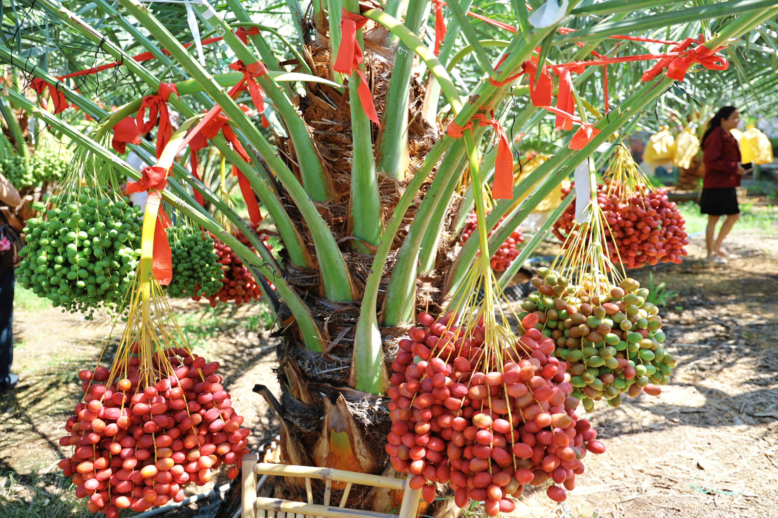 Độc đ&aacute;o vườn ch&agrave; l&agrave; trĩu quả tại Kh&aacute;nh H&ograve;a - Ảnh 1.