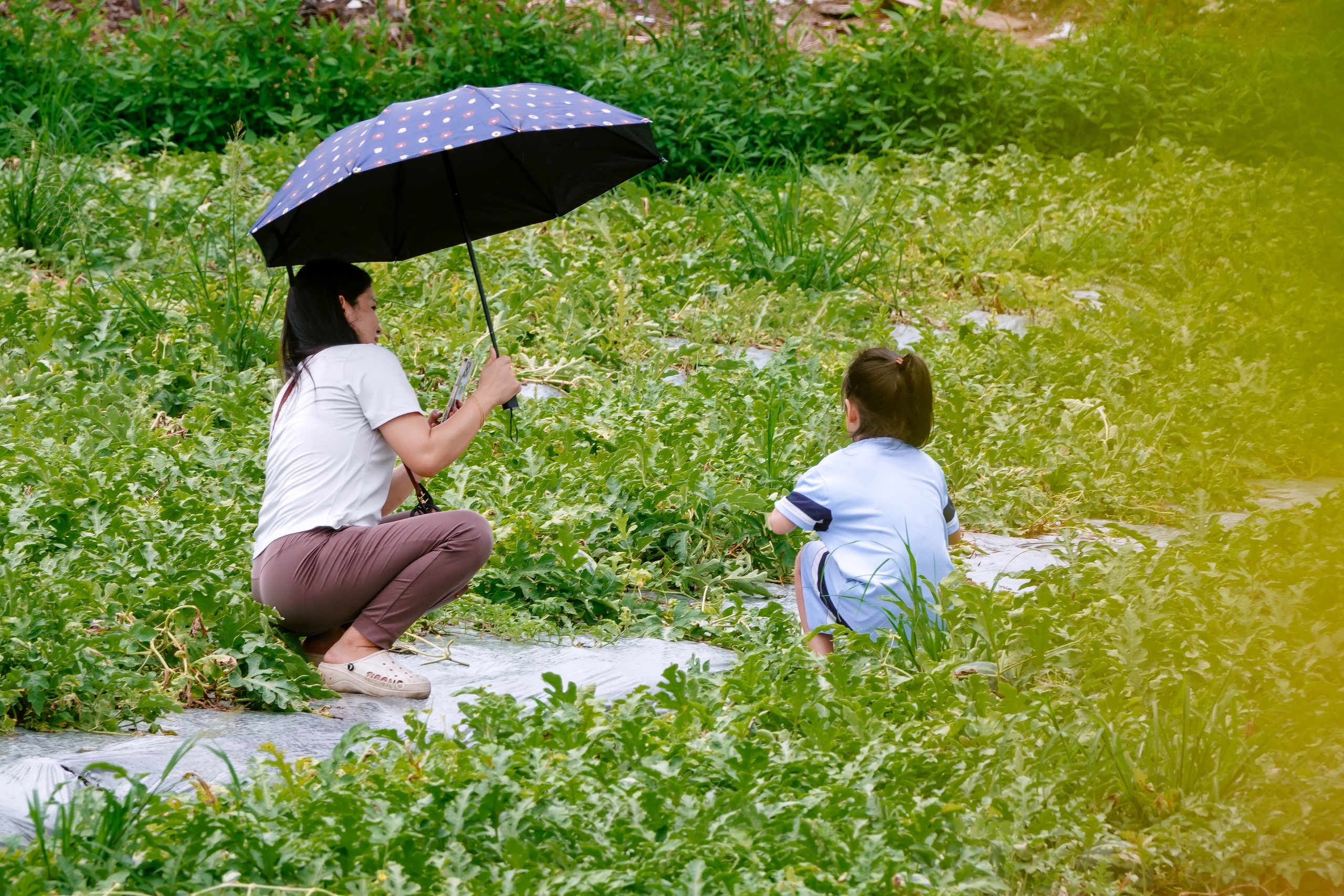 Đi cà phê được hái dưa hấu tại ruộng, trải nghiệm khiến ai cũng thích thú - Ảnh 5.