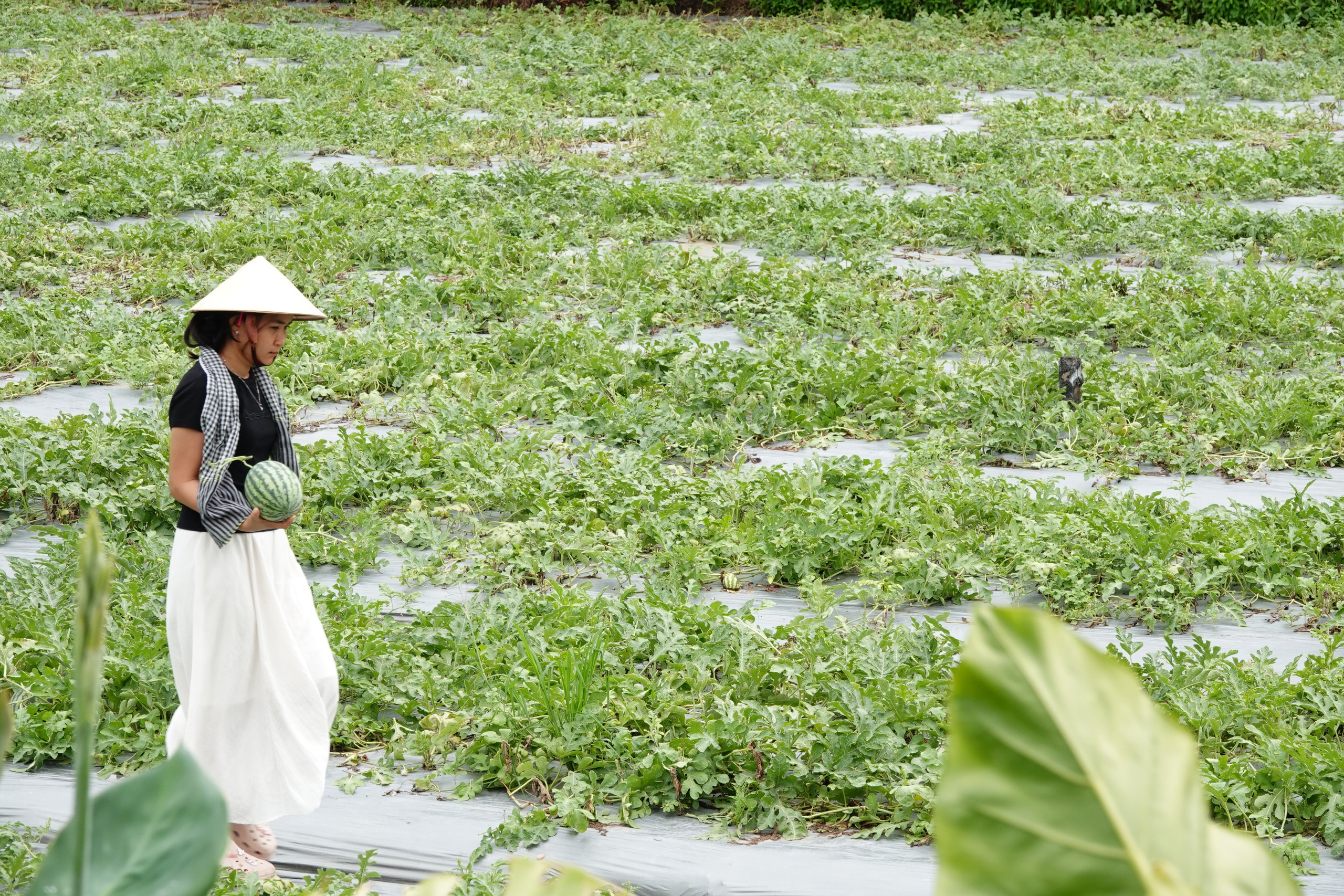 Đi cà phê được hái dưa hấu tại ruộng, trải nghiệm khiến ai cũng thích thú - Ảnh 8.