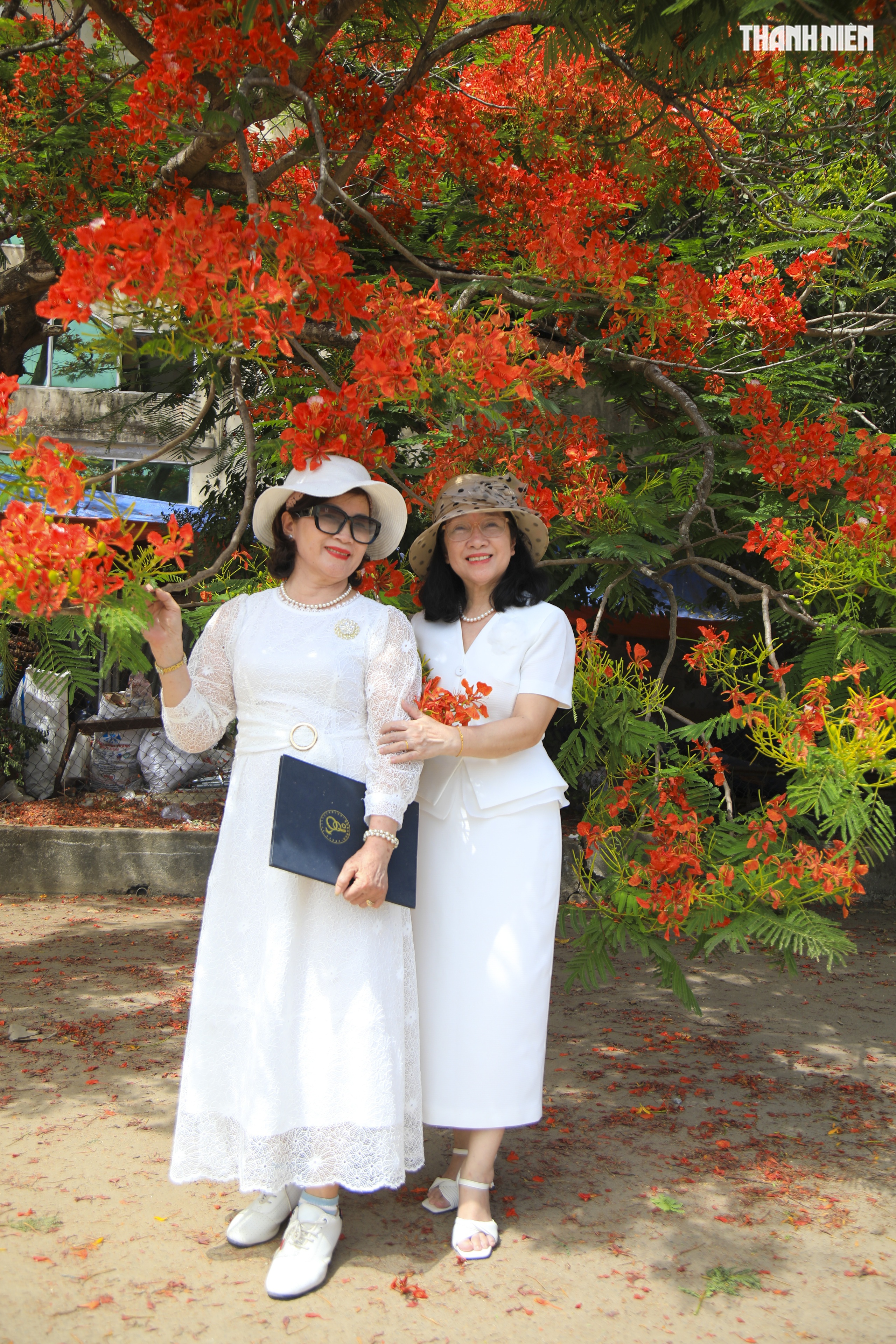 Cây phượng 30 năm tuổi ở Quảng Ngãi gây sốt, gợi nhớ mùa hè tuổi học trò - Ảnh 4.