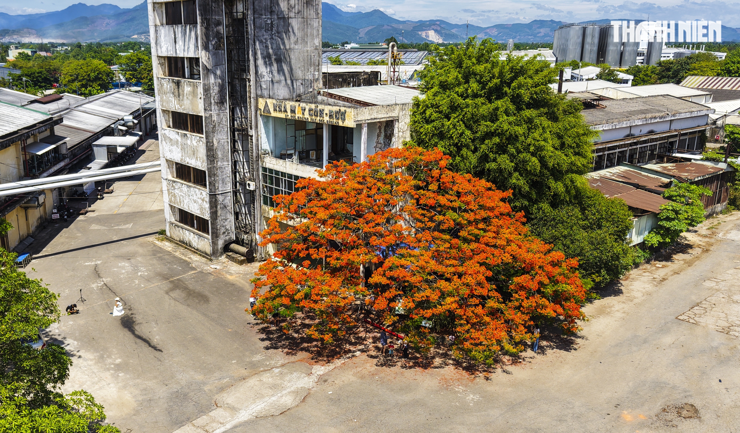 Cây phượng 30 năm tuổi ở Quảng Ngãi gây sốt, gợi nhớ mùa hè tuổi học trò - Ảnh 1.