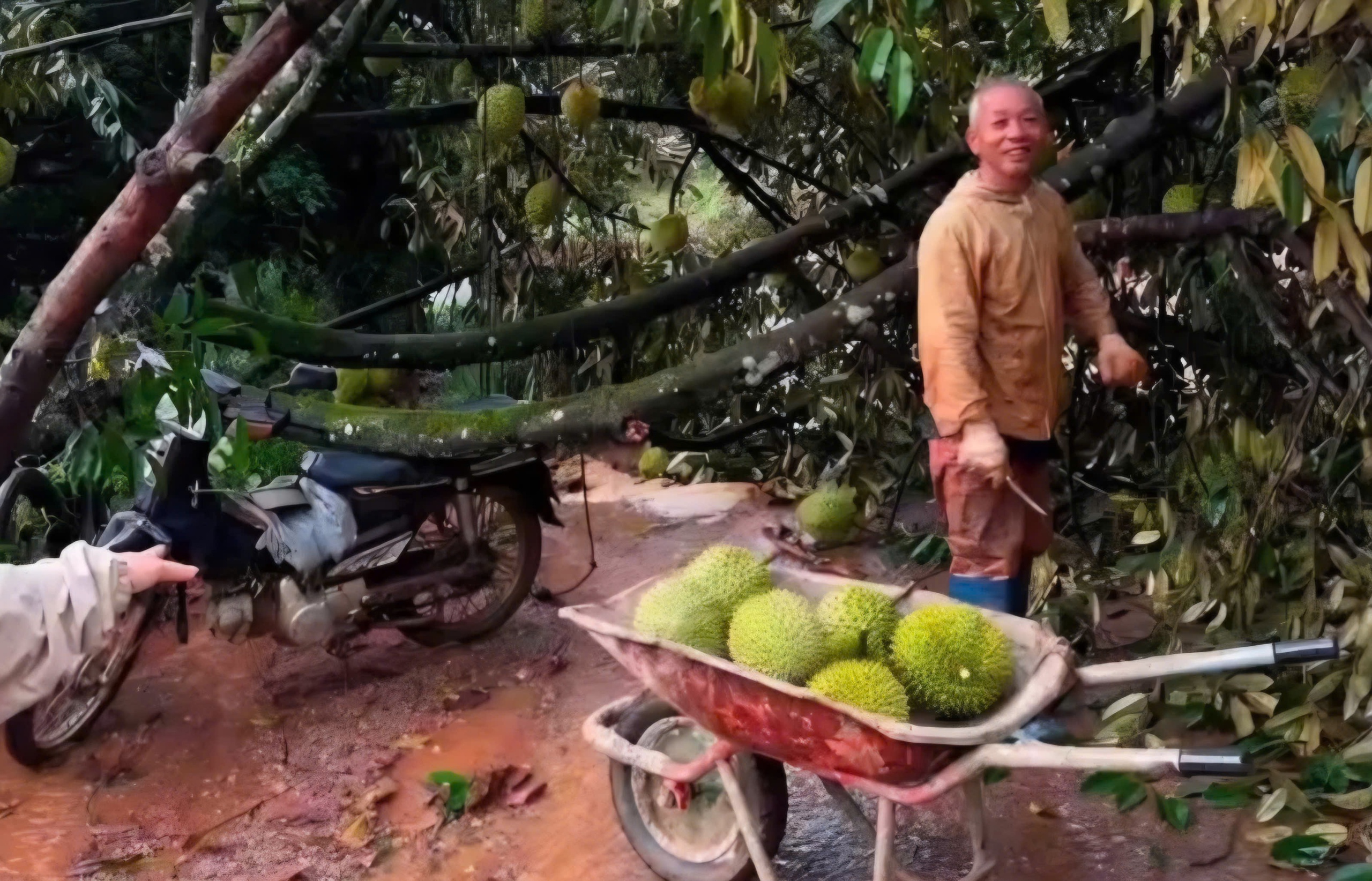 Thủ phủ sầu riêng Lâm Đồng bị lốc xoáy tàn phá nặng nề - Ảnh 6.
