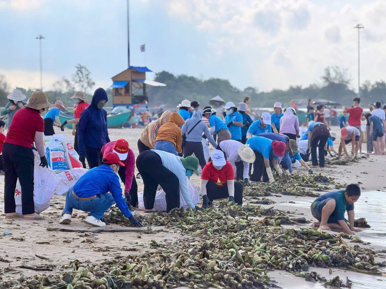 Lần đầu tiên biển Hồ Tràm bị lục bình phủ kín- Ảnh 1. Lần đầu tiên biển Hồ Tràm bị lục bình phủ kín- Ảnh 1.