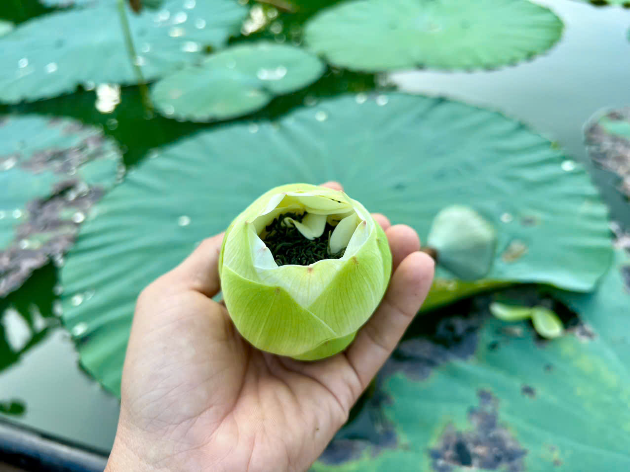 Vào đảo Bồng Lai thưởng trà, ăn món ngon từ sen Huế- Ảnh 3. Vào đảo Bồng Lai thưởng trà, ăn món ngon từ sen Huế- Ảnh 3.