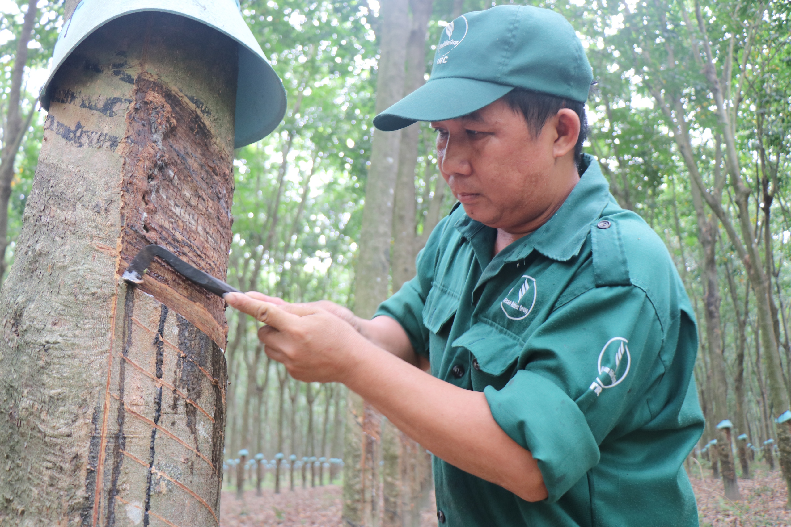 Cao su Tây Ninh: Giữ vững năng suất ‘2 tấn’, hướng đến phát triển xanh- Ảnh 1. Cao su Tây Ninh: Giữ vững năng suất ‘2 tấn’, hướng đến phát triển xanh- Ảnh 1.