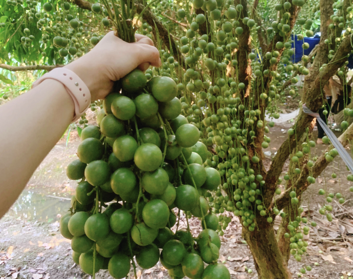 Tr&aacute;i d&acirc;u da ruột t&iacute;m đang g&acirc;y sốt: Mua ở TP.HCM gi&aacute; 120.000 đồng/kg, vị thế n&agrave;o? - Ảnh 2.