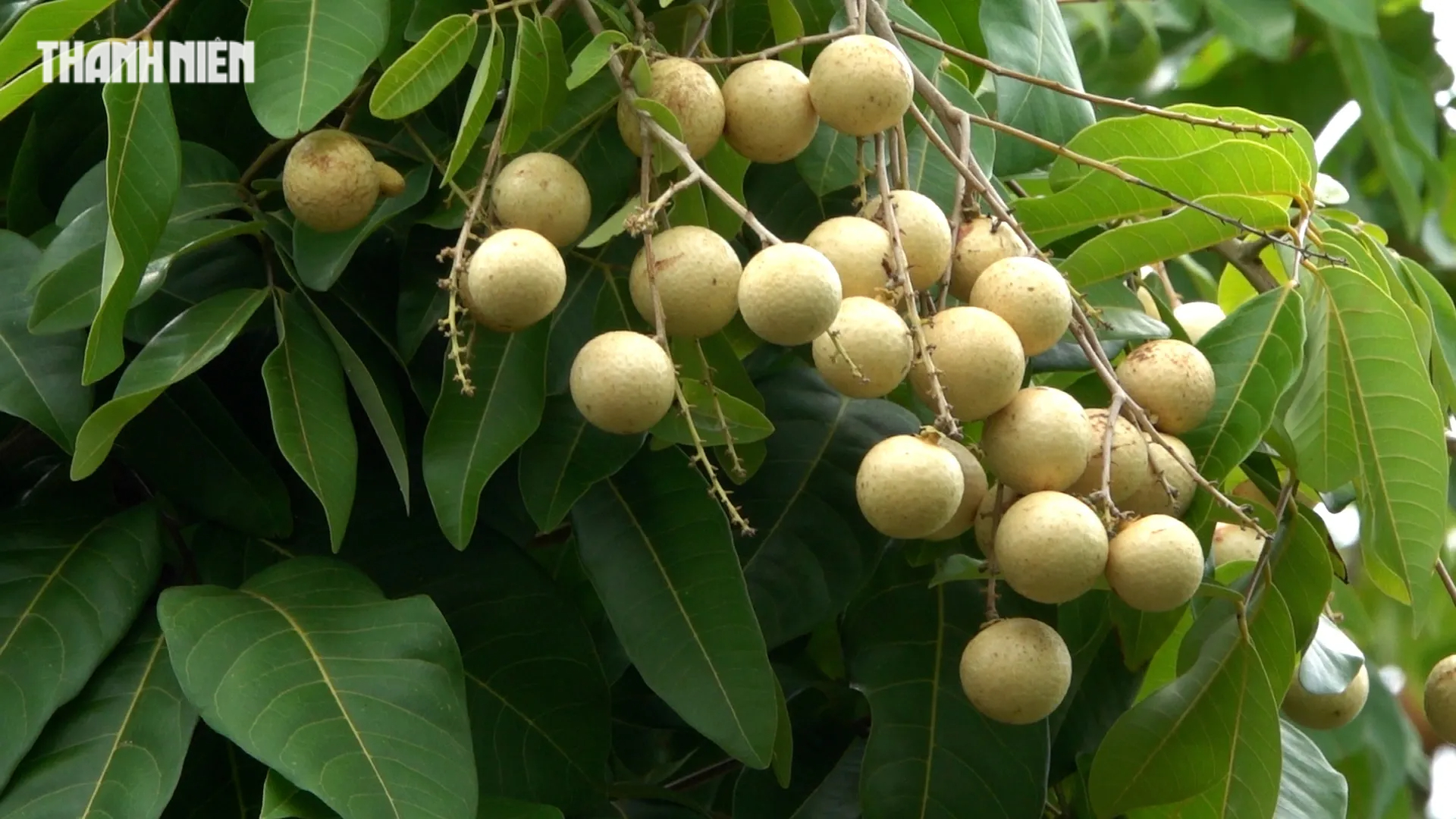 Vẻ đẹp kỳ ảo của vườn nhãn cổ hơn 50 năm tuổi ở Cồn Sơn - Ảnh 2.