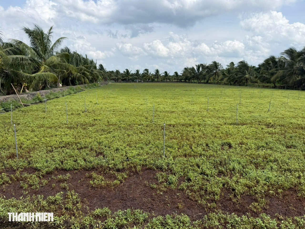 Rau đồng loạt chết, lá chuyển trắng sau khi tưới nước ở Đồng Tháp- Ảnh 1.