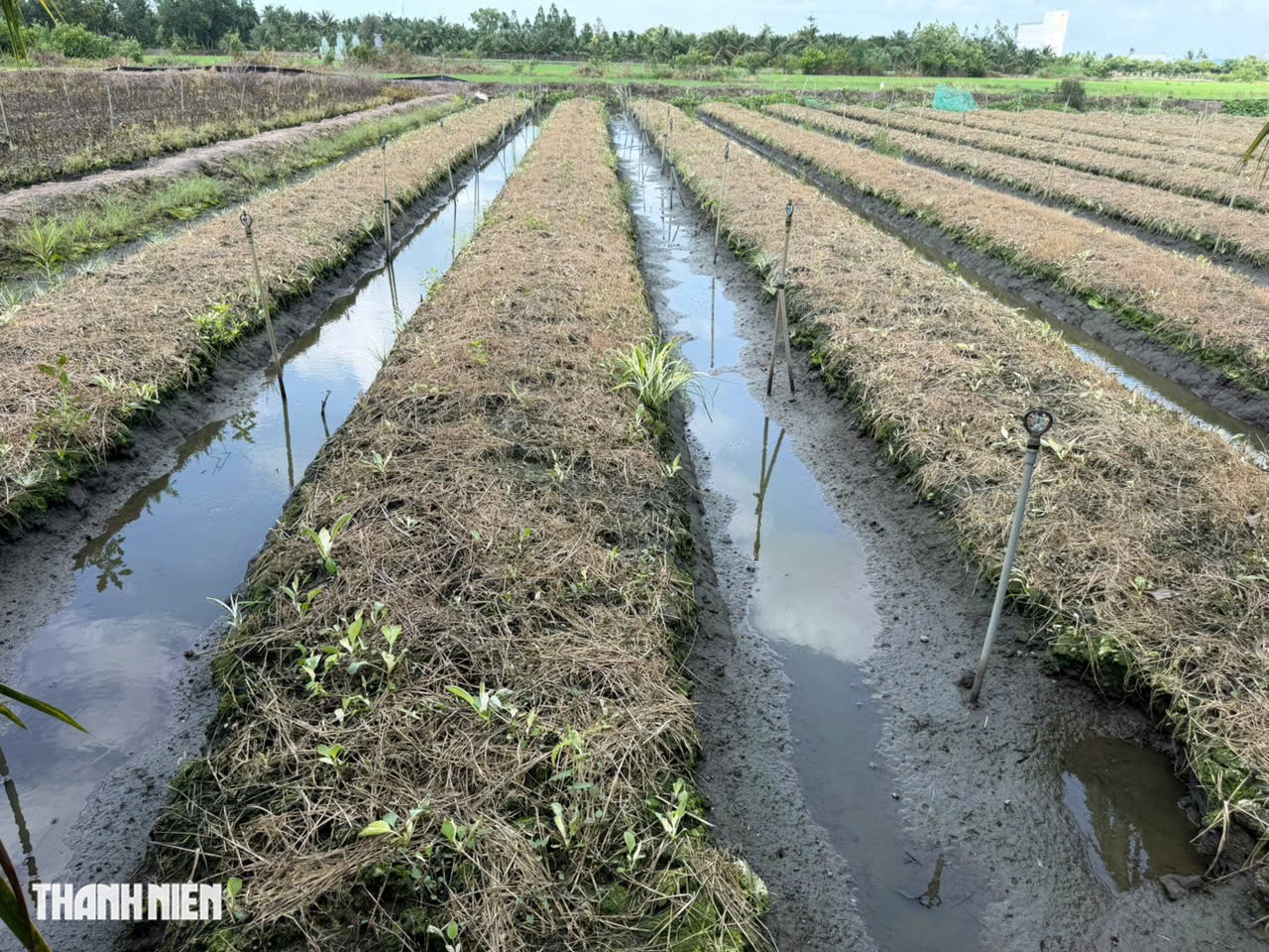 Rau đồng loạt chết, lá chuyển trắng sau khi tưới nước ở Đồng Tháp- Ảnh 5.