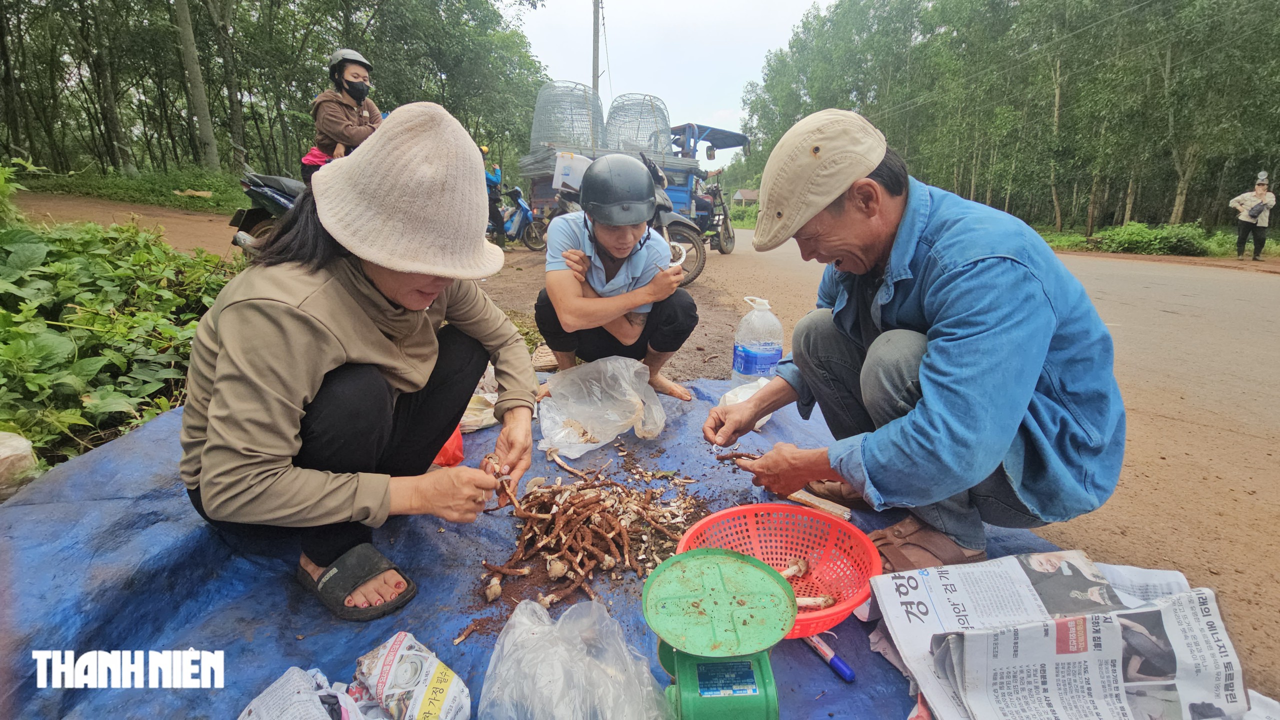 Ban đ&ecirc;m, h&agrave;ng trăm người đổ v&agrave;o rừng t&igrave;m nấm mối - Ảnh 7.