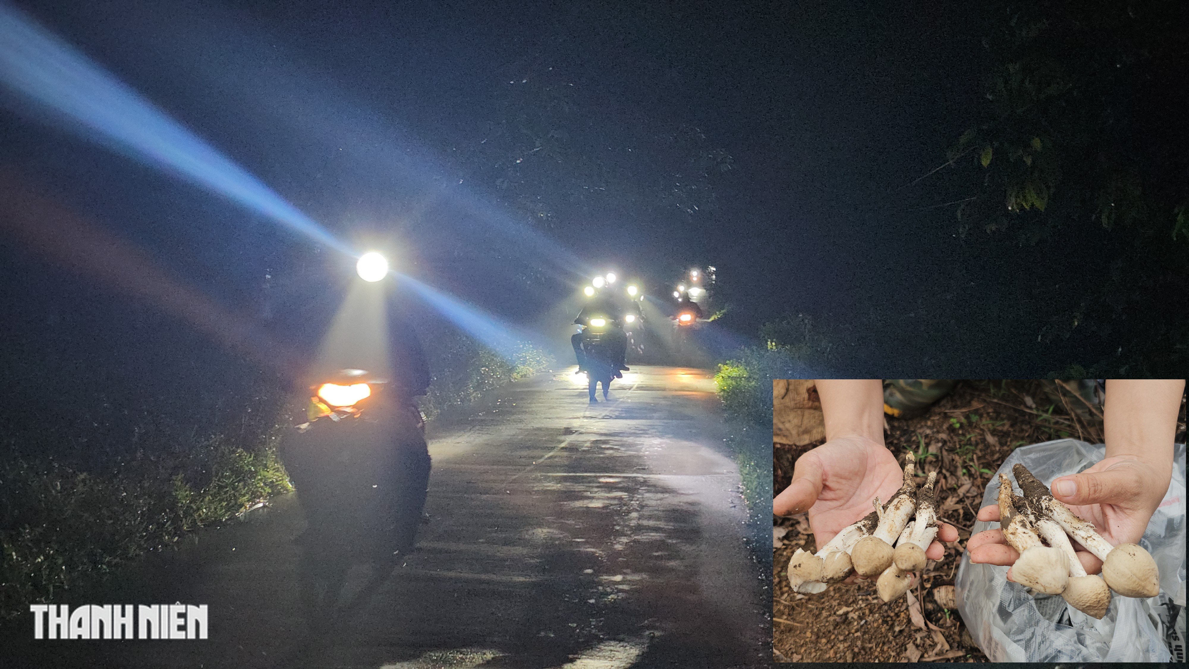 Ban đ&ecirc;m, h&agrave;ng trăm người đổ v&agrave;o rừng t&igrave;m nấm mối - Ảnh 1.