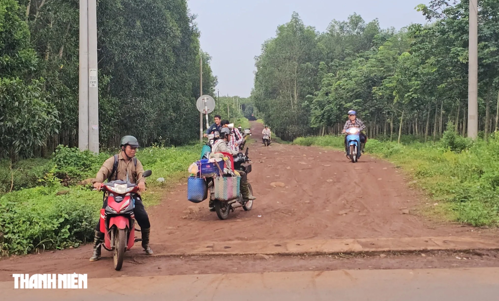 Ban đ&ecirc;m, h&agrave;ng trăm người đổ v&agrave;o rừng t&igrave;m nấm mối - Ảnh 2.