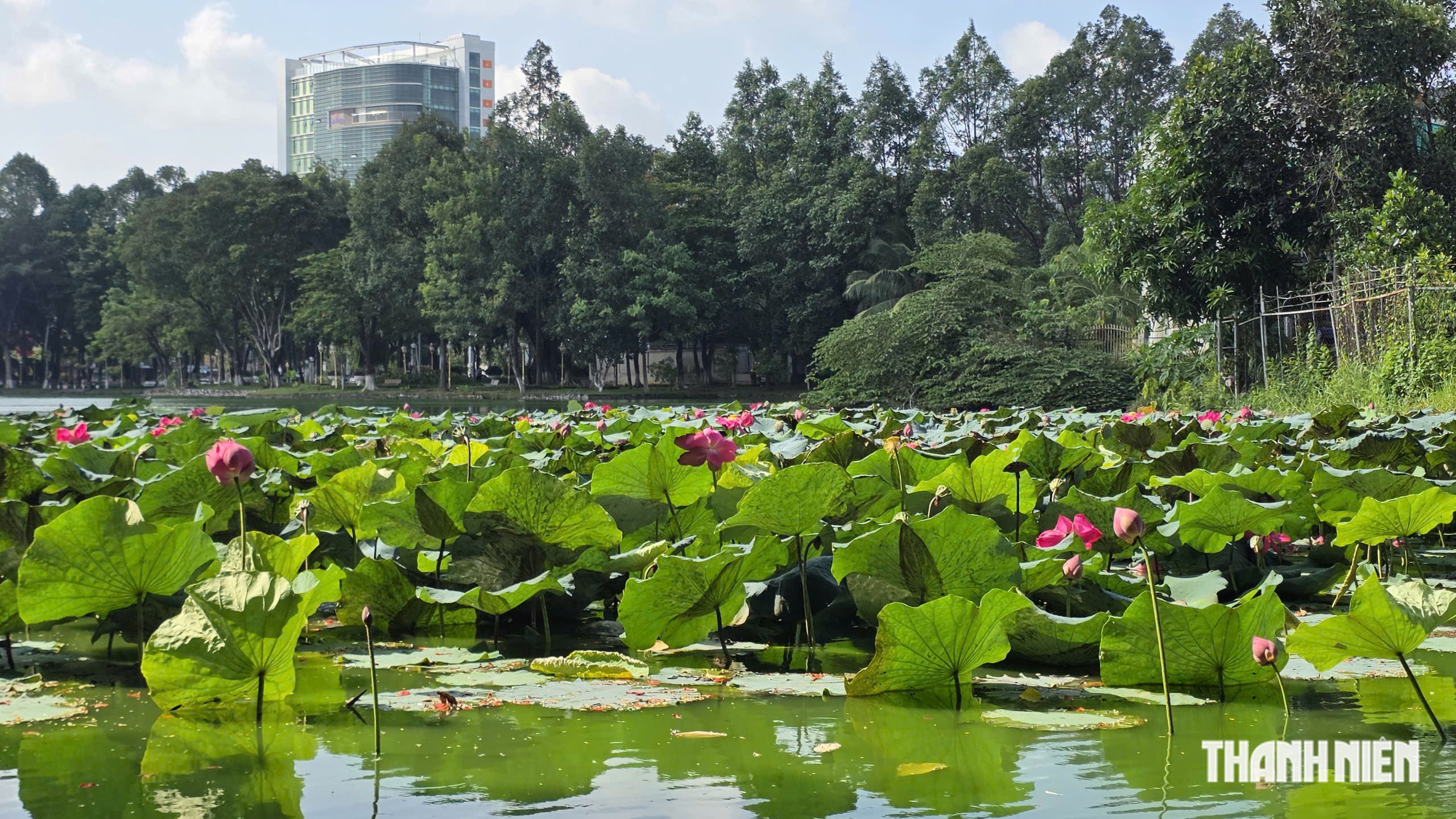 Hồ sen ở c&ocirc;ng vi&ecirc;n Đồng Nai nở rộ, h&uacute;t người d&acirc;n dạo m&aacute;t - Ảnh 4.
