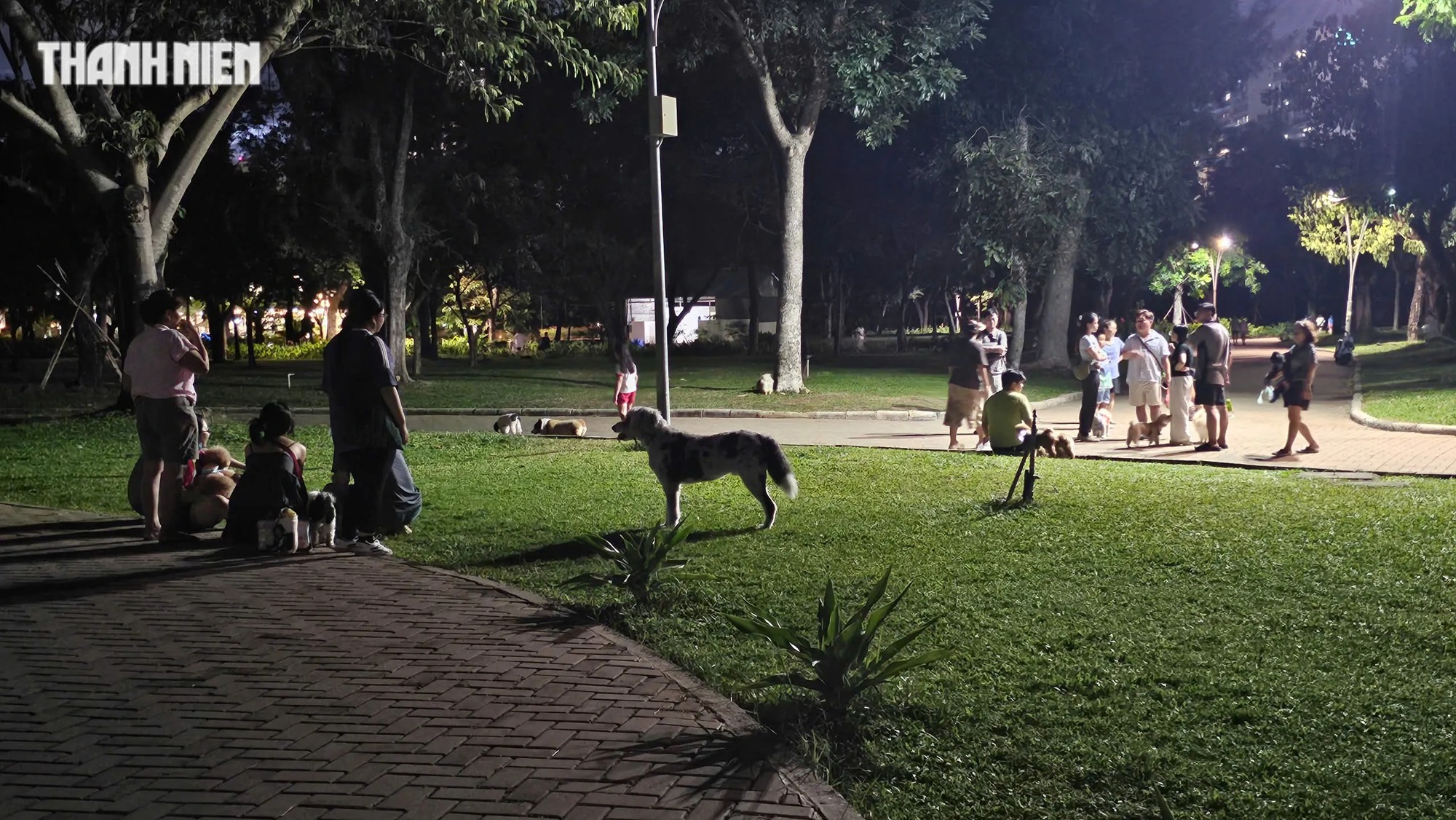 Chó thả rông không rọ mõm tràn lan ở công viên Cảnh Đồi: Biển cấm làm cảnh - Ảnh 2.