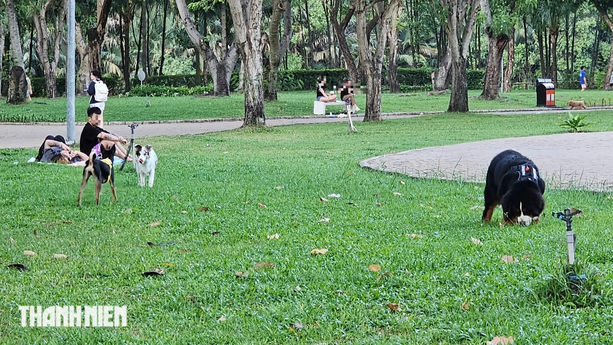 Chó thả rông không rọ mõm tràn lan ở công viên Cảnh Đồi: Biển cấm làm cảnh - Ảnh 4.