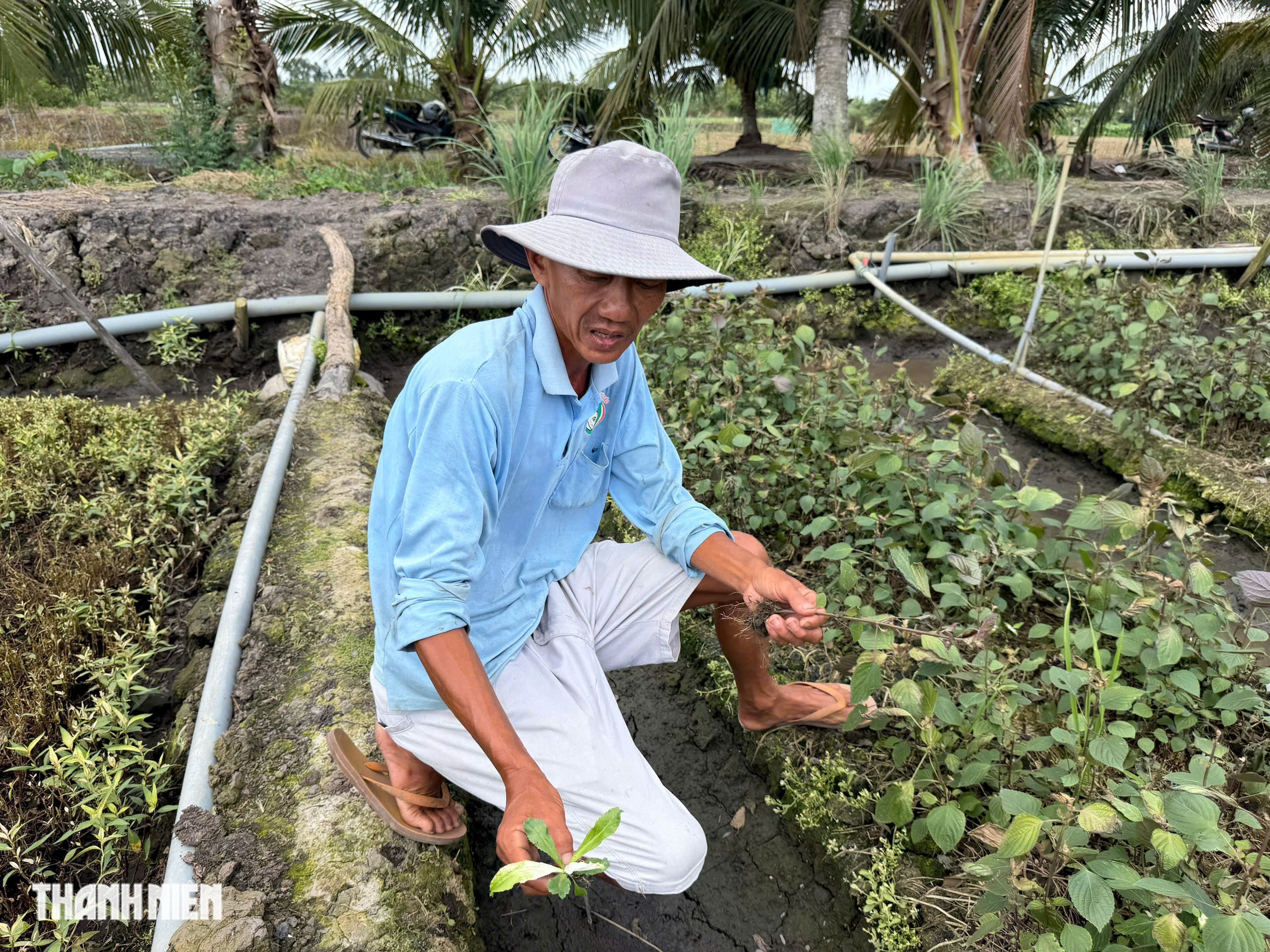 Diện tích thiệt hại tăng lên 213 ha - Ảnh 2.