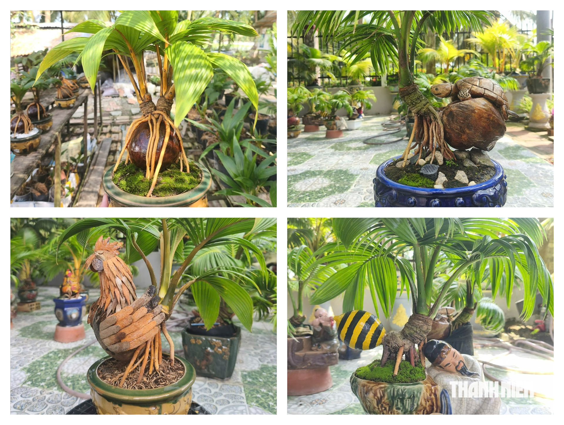 Chàng trai miền Tây làm bonsai dừa khô bán giá bất ngờ - Ảnh 2.