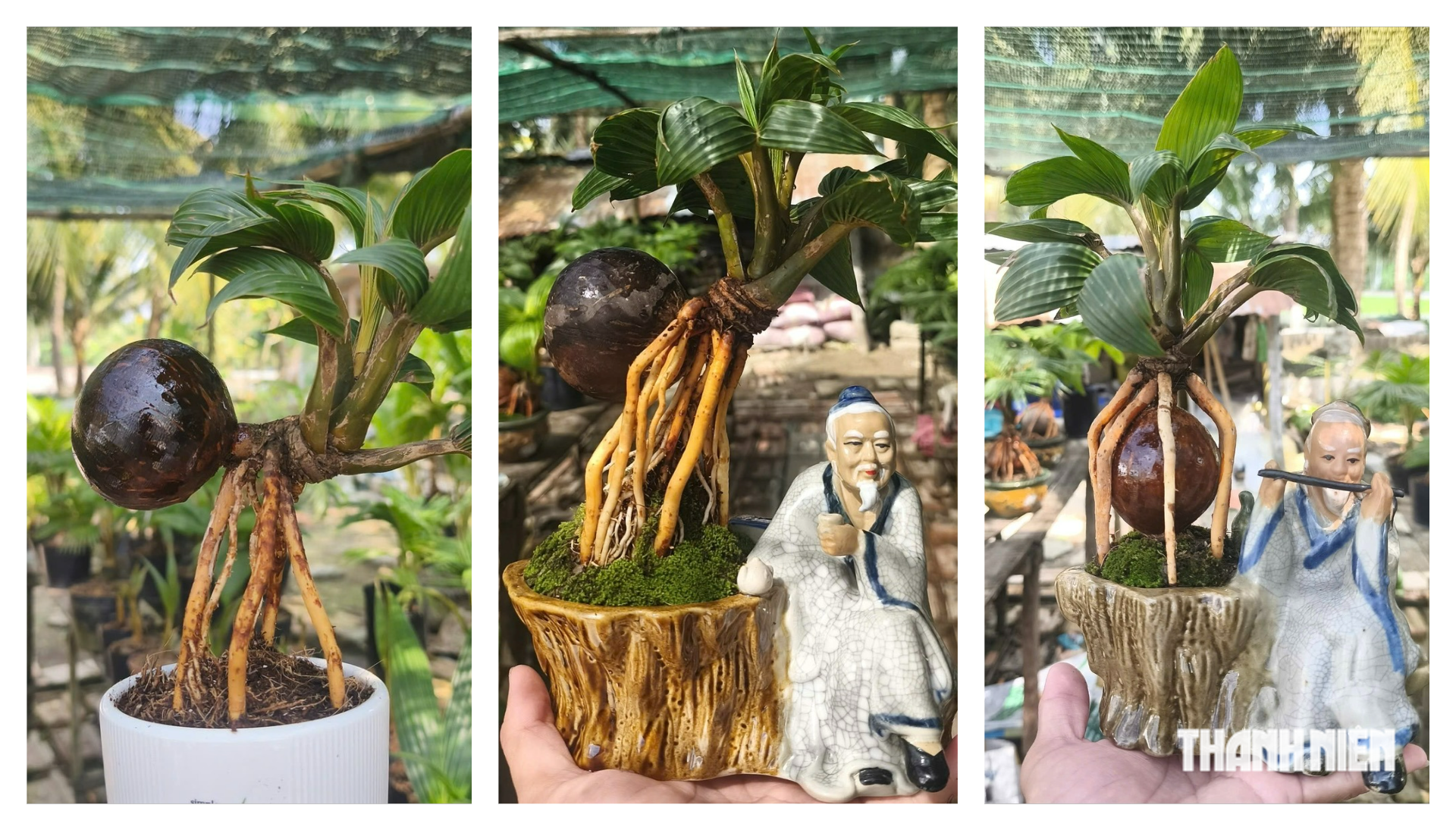 Chàng trai miền Tây làm bonsai dừa khô bán giá bất ngờ - Ảnh 3.