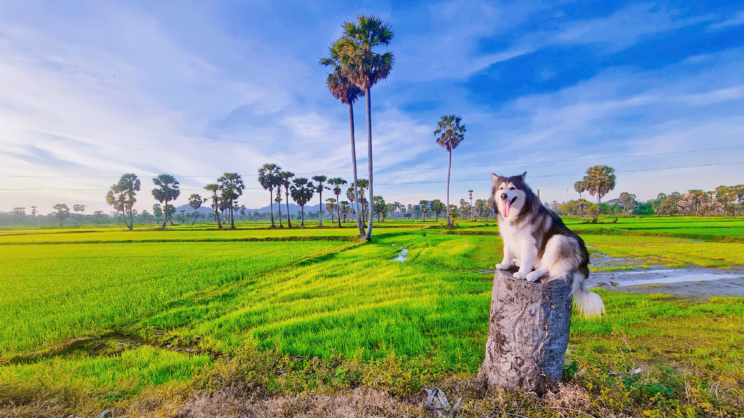 Chú chó Alaska thích làm hướng dẫn viên du lịch và leo núi - Ảnh 6.