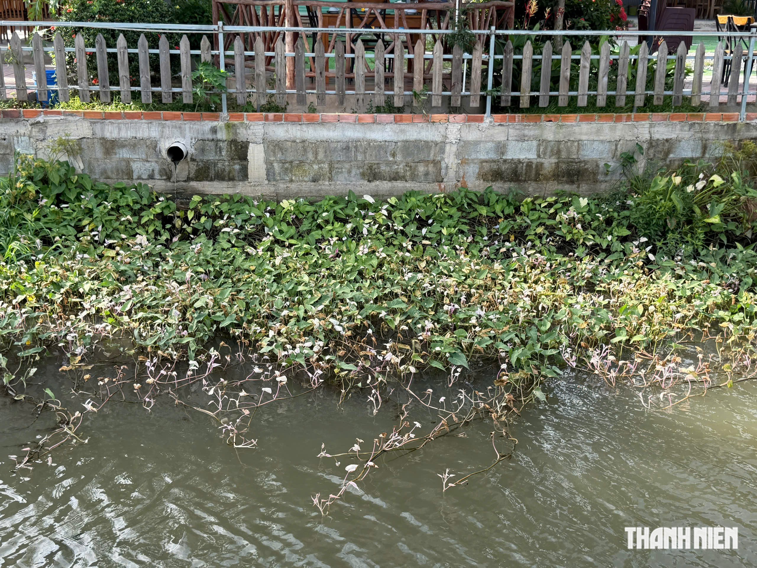 Vụ rau màu chết bất thường ở Đồng Tháp: Nông dân chật vật chuẩn bị vụ mới - Ảnh 6.